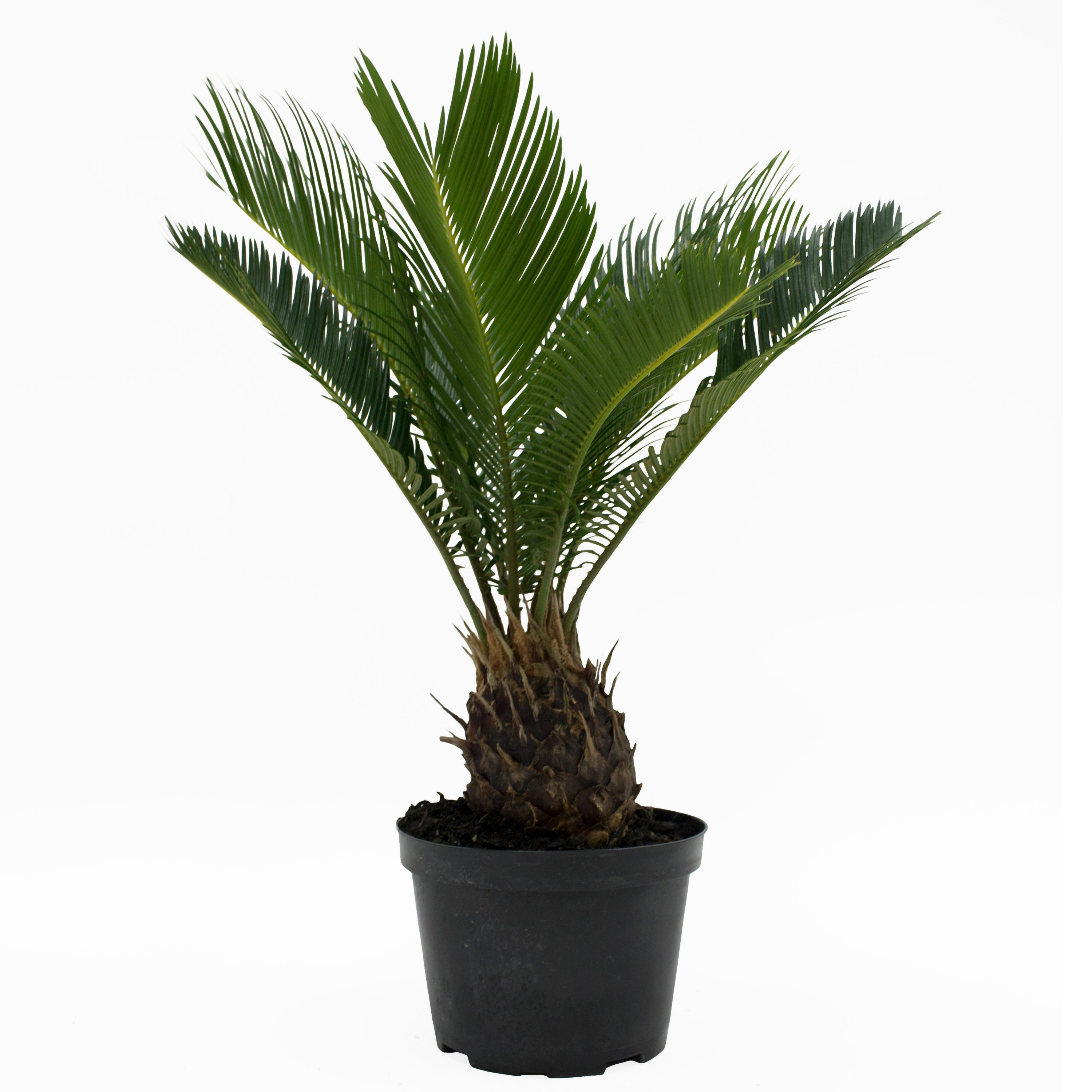 One 6' Cycas Artificial Palm Tree with 5 Heads Plant Plastic Fronds with No Pot 