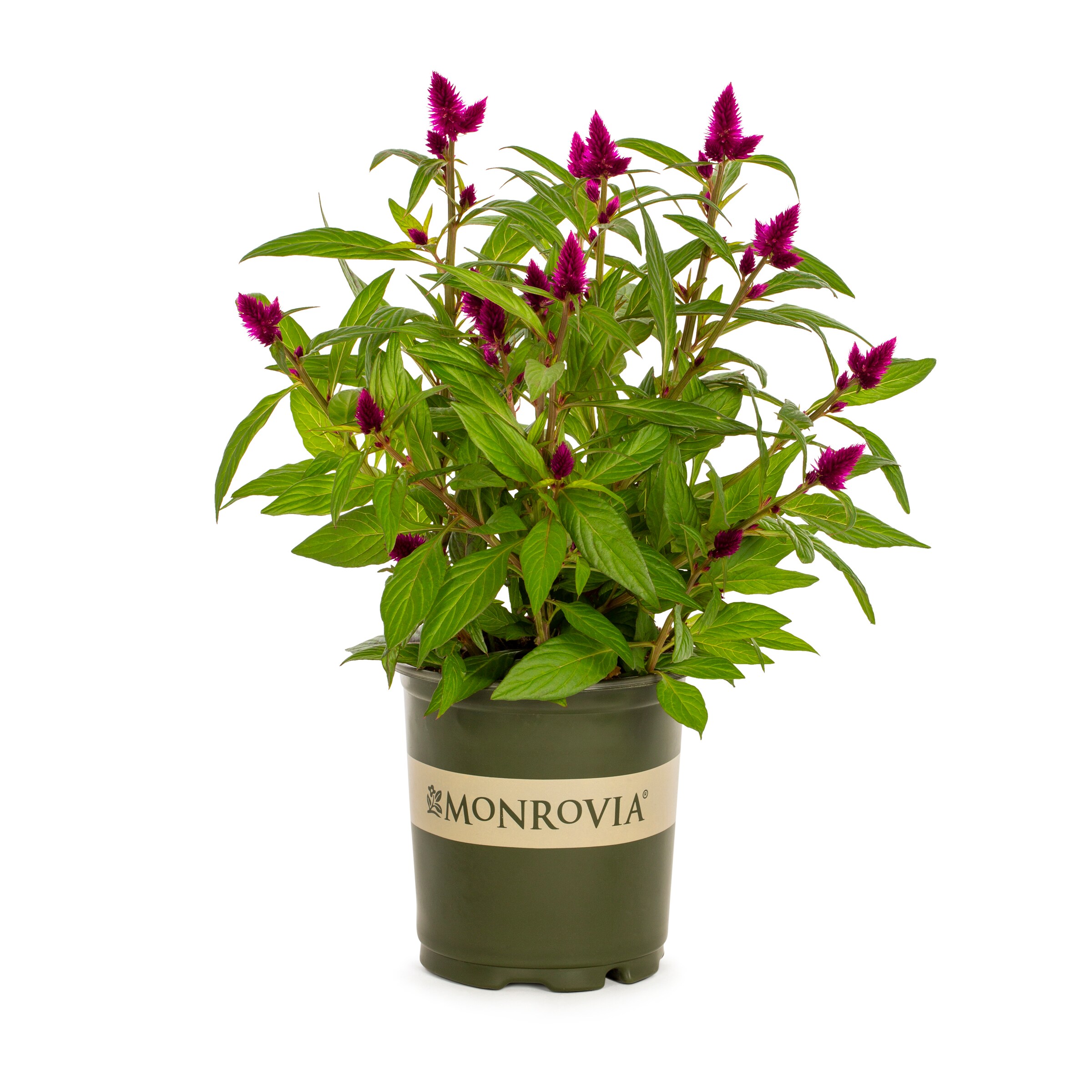 Monrovia Multicolor Celosia In 2.5-quart Pot 3-pack In The Annuals 