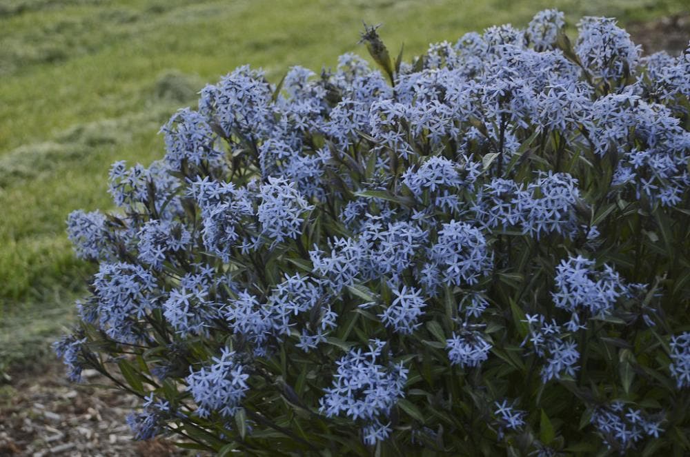 Proven Winners NURSERY Multicolor Amsonia Flowering Shrub in 1 -Gallon Pot