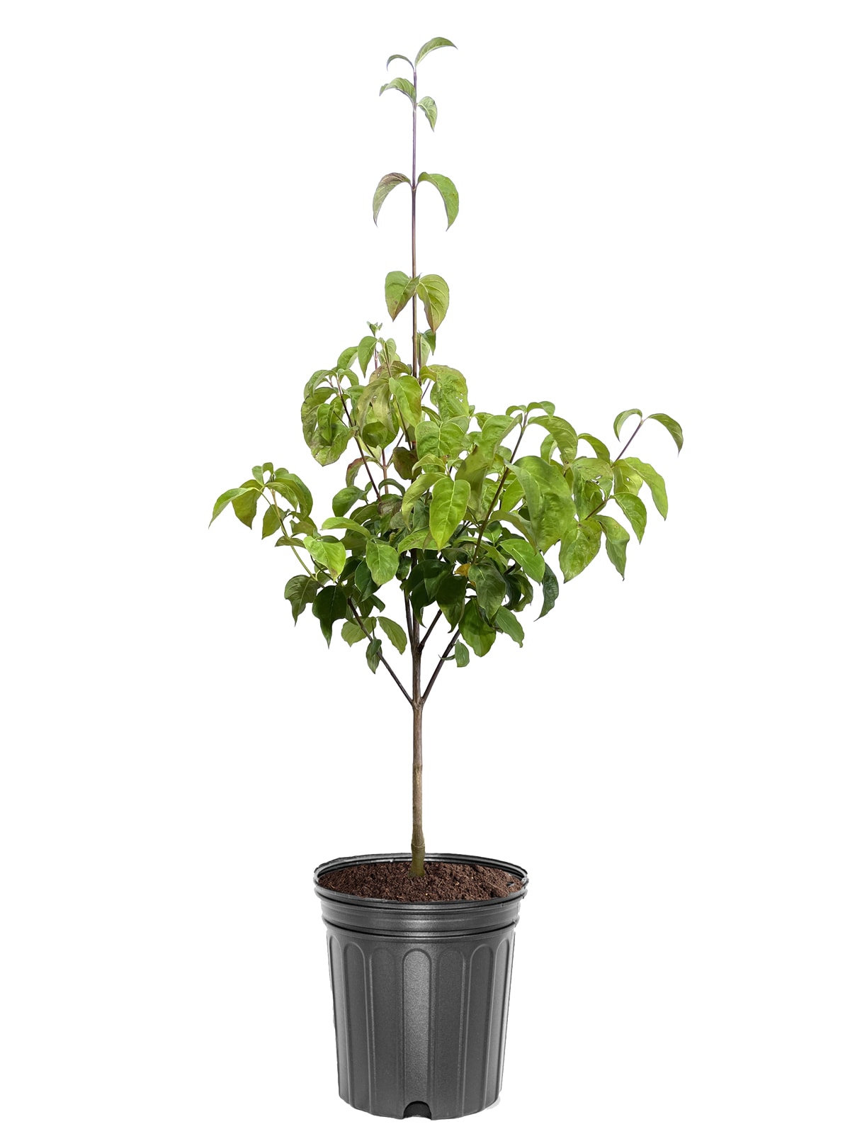 Online Orchards Granny Smith Apple Tree Bare Root FTAP003 - The Home Depot