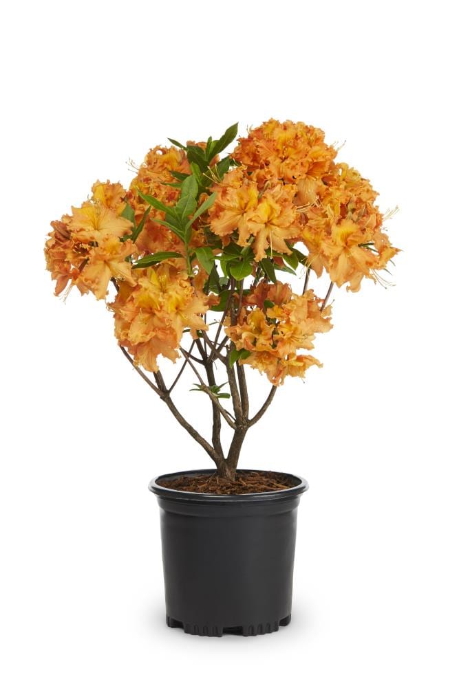 Lowe's NURSERY Multicolor Azalea House plant in 1.25 Quart(s) Pot 1 -Pack