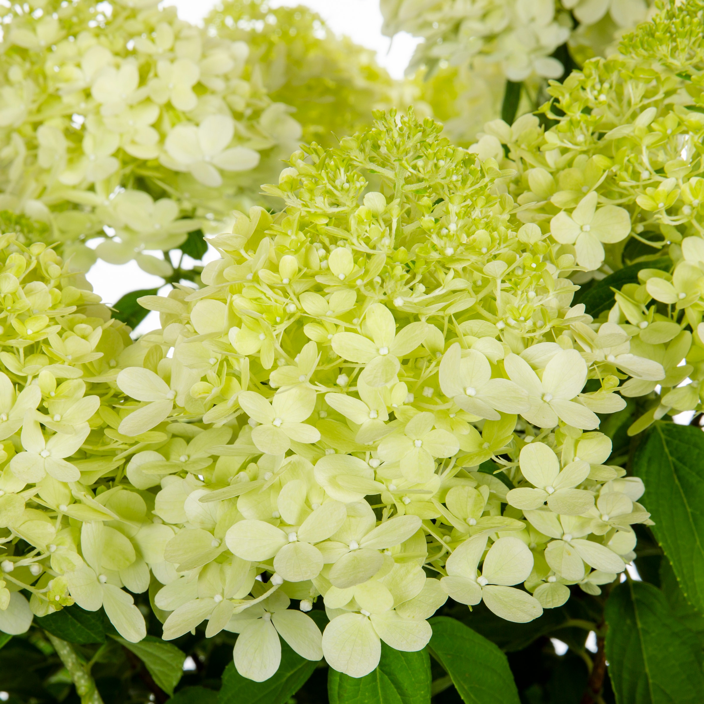 Proven Winners 663034 shrubs - View #2