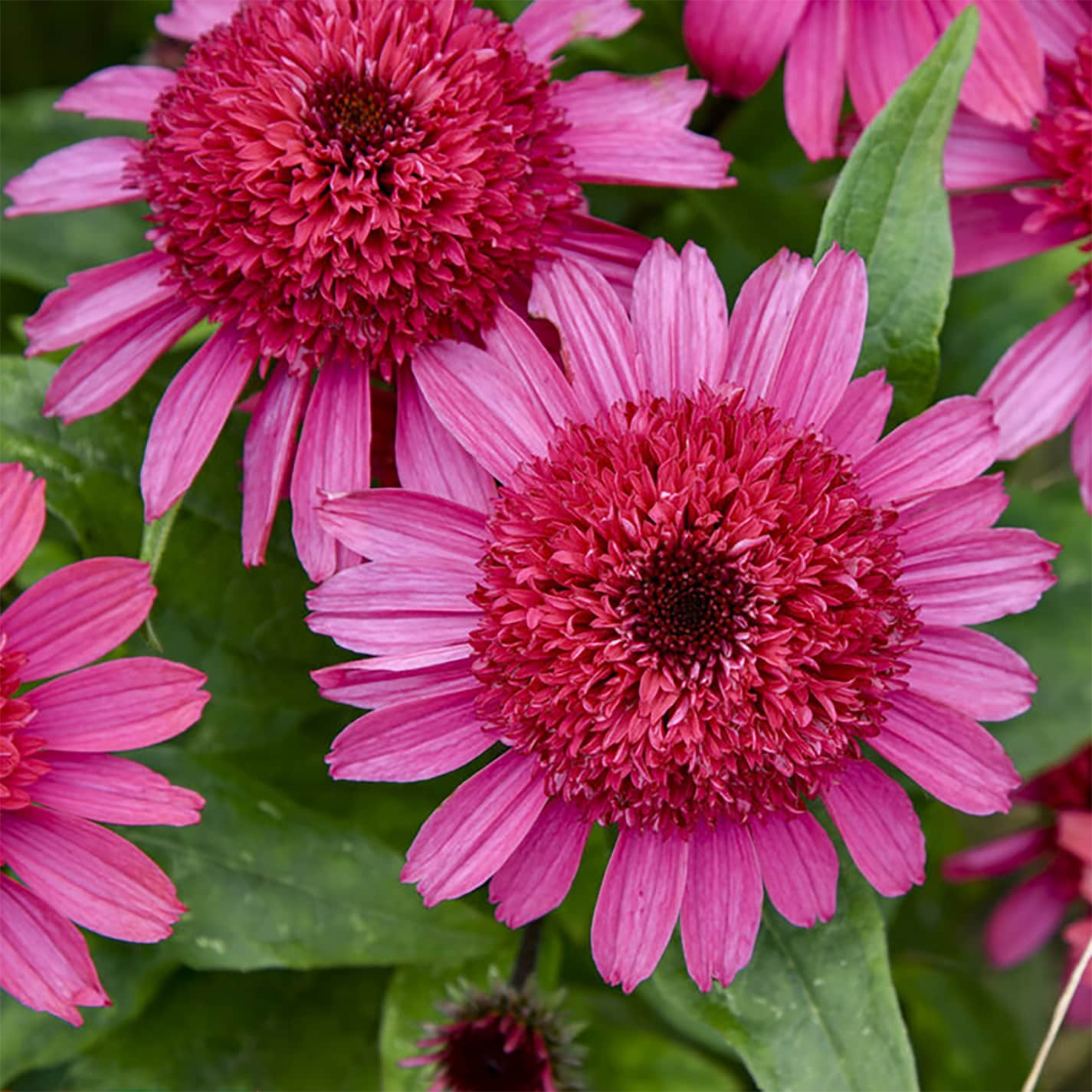 Proven Winners 5637857 perennials - View #2