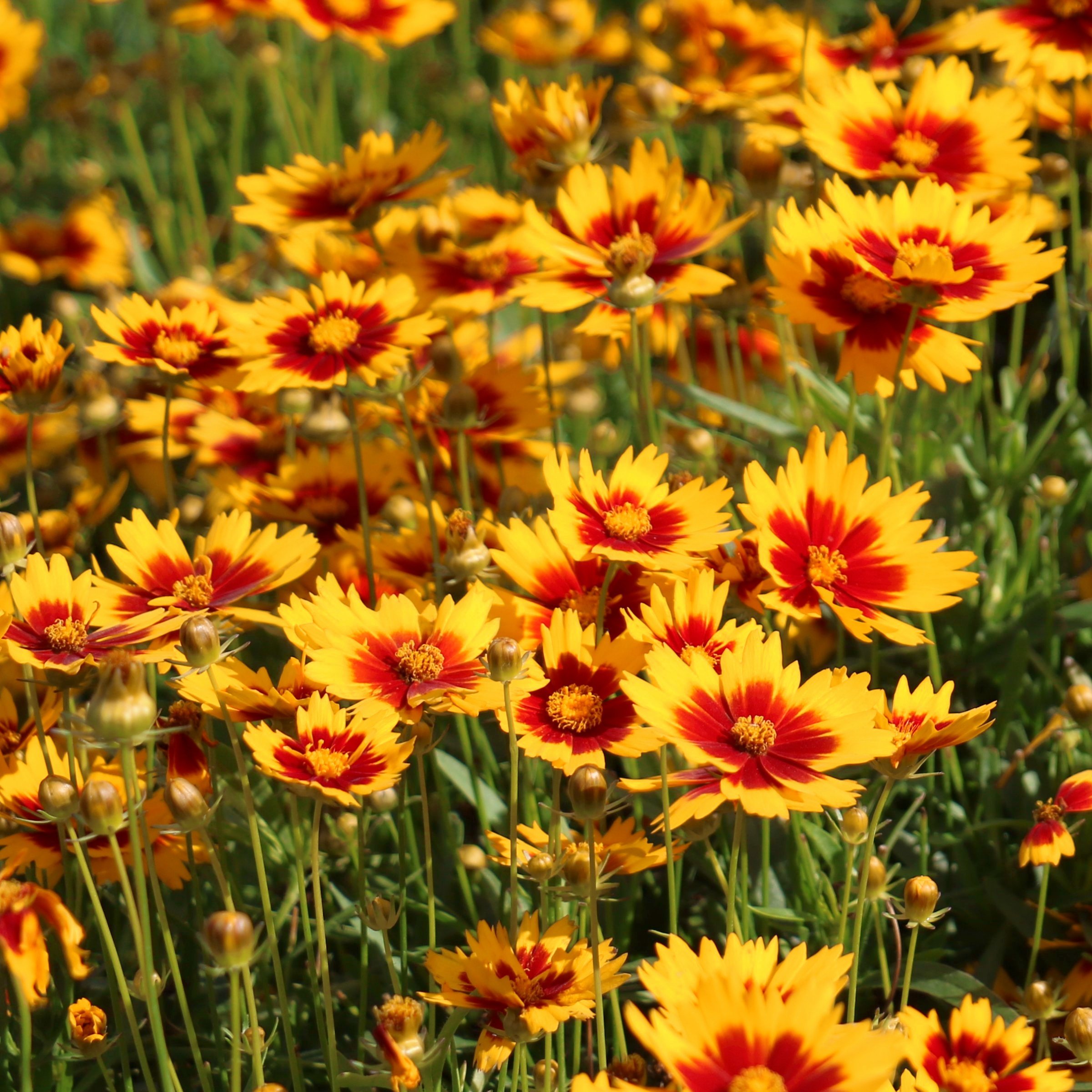 National Plant Network LW2196 perennials - View #7