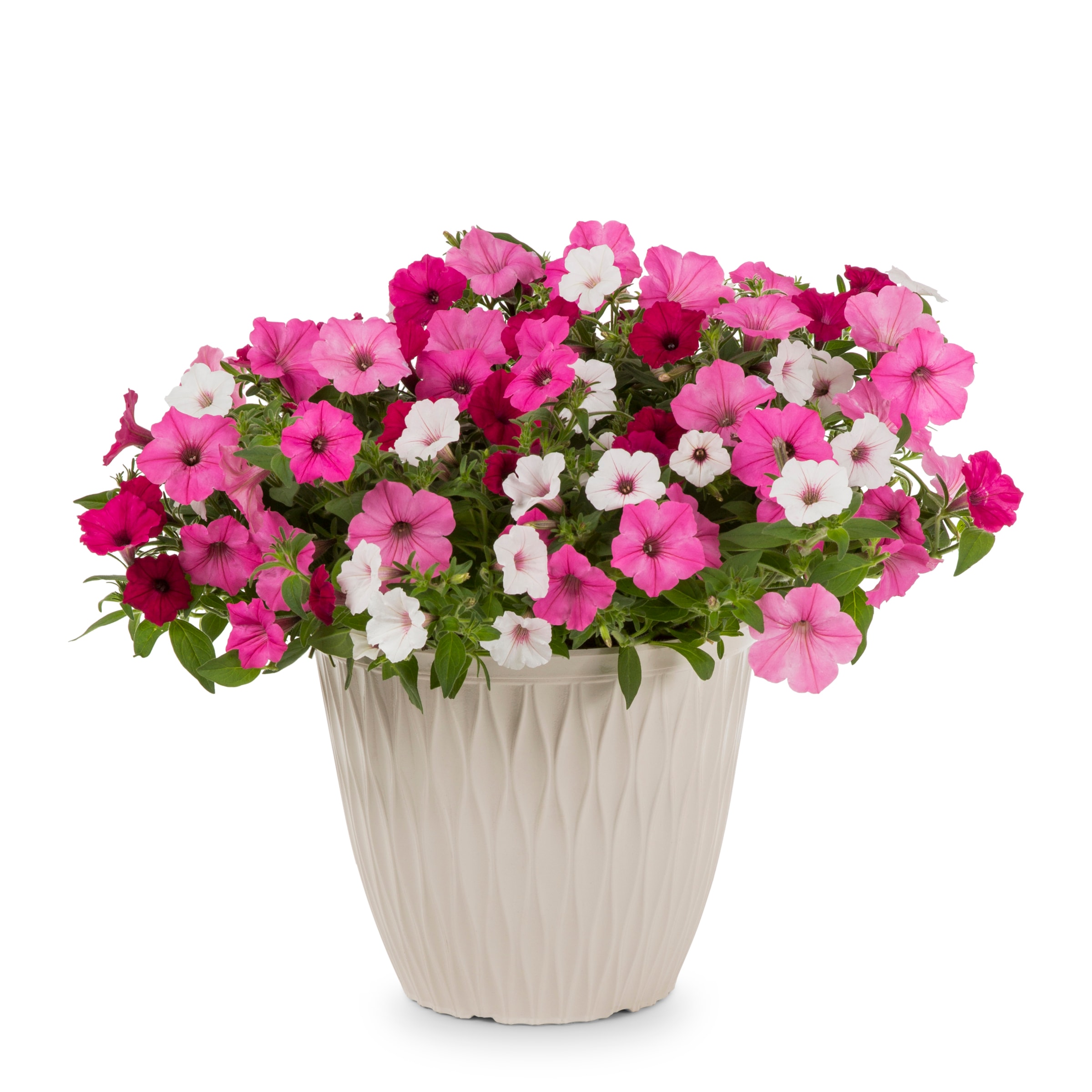 Lowe's NURSERY Multicolor Above and Beyond in Gallon(s) Planter