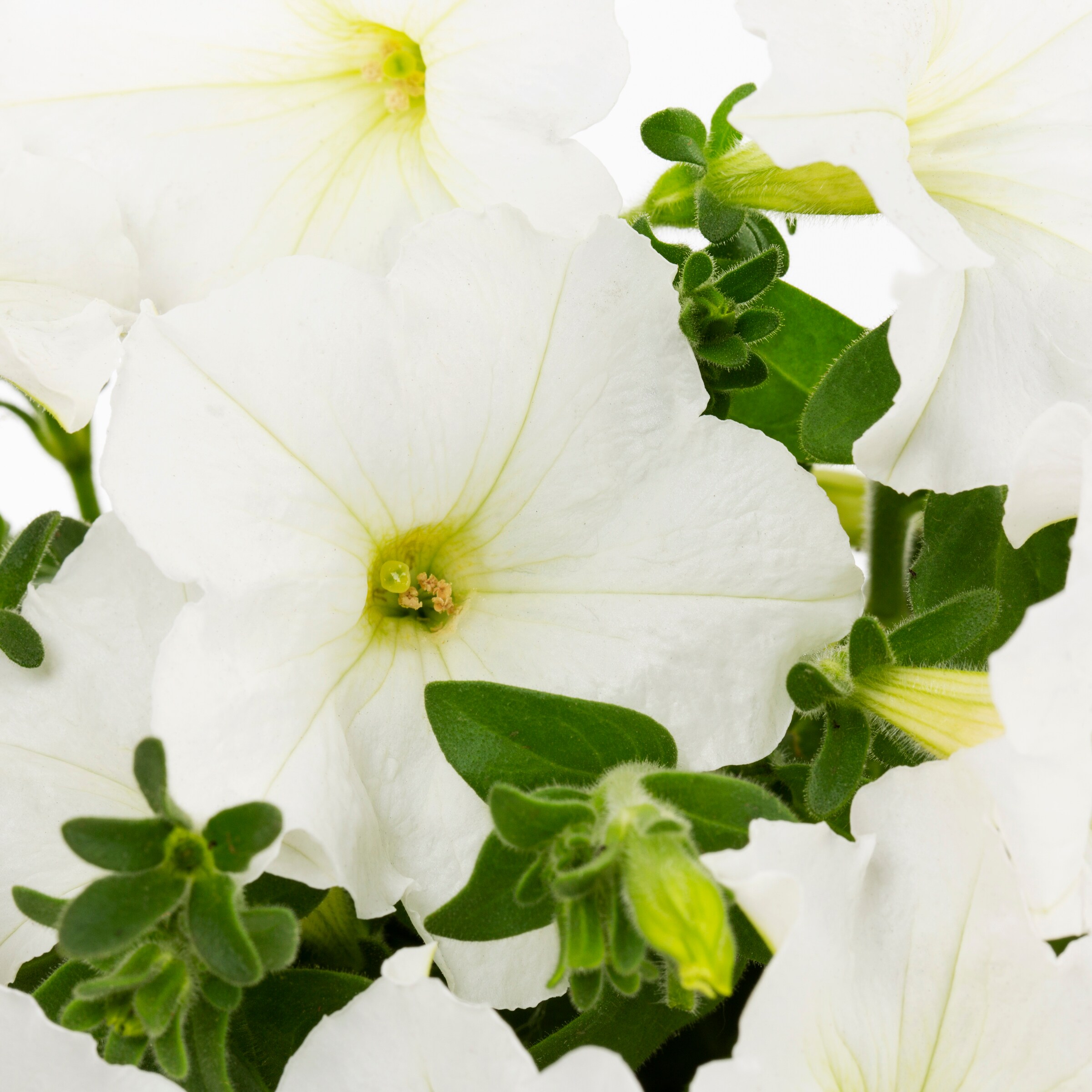 Lowe's NURSERY annuals - View #4