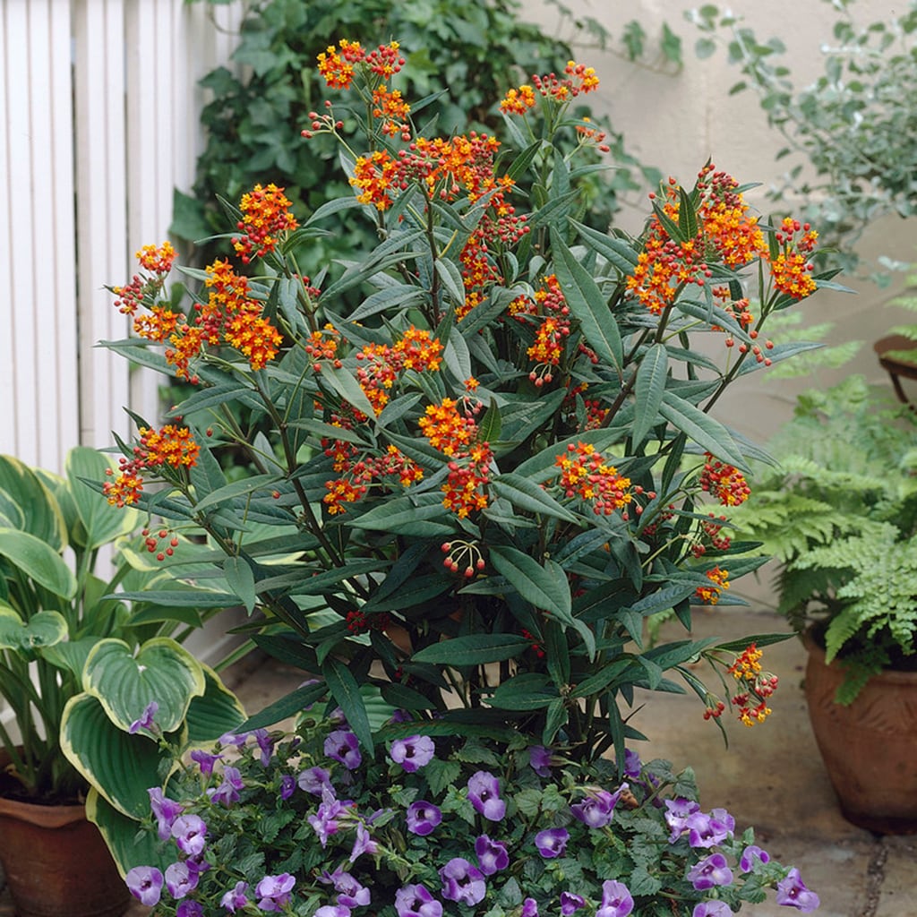 Van Zyverden 83740 Multicolor Asclepias Butterfly Mixture Support the Monarchs Bulbs 3.0 Count