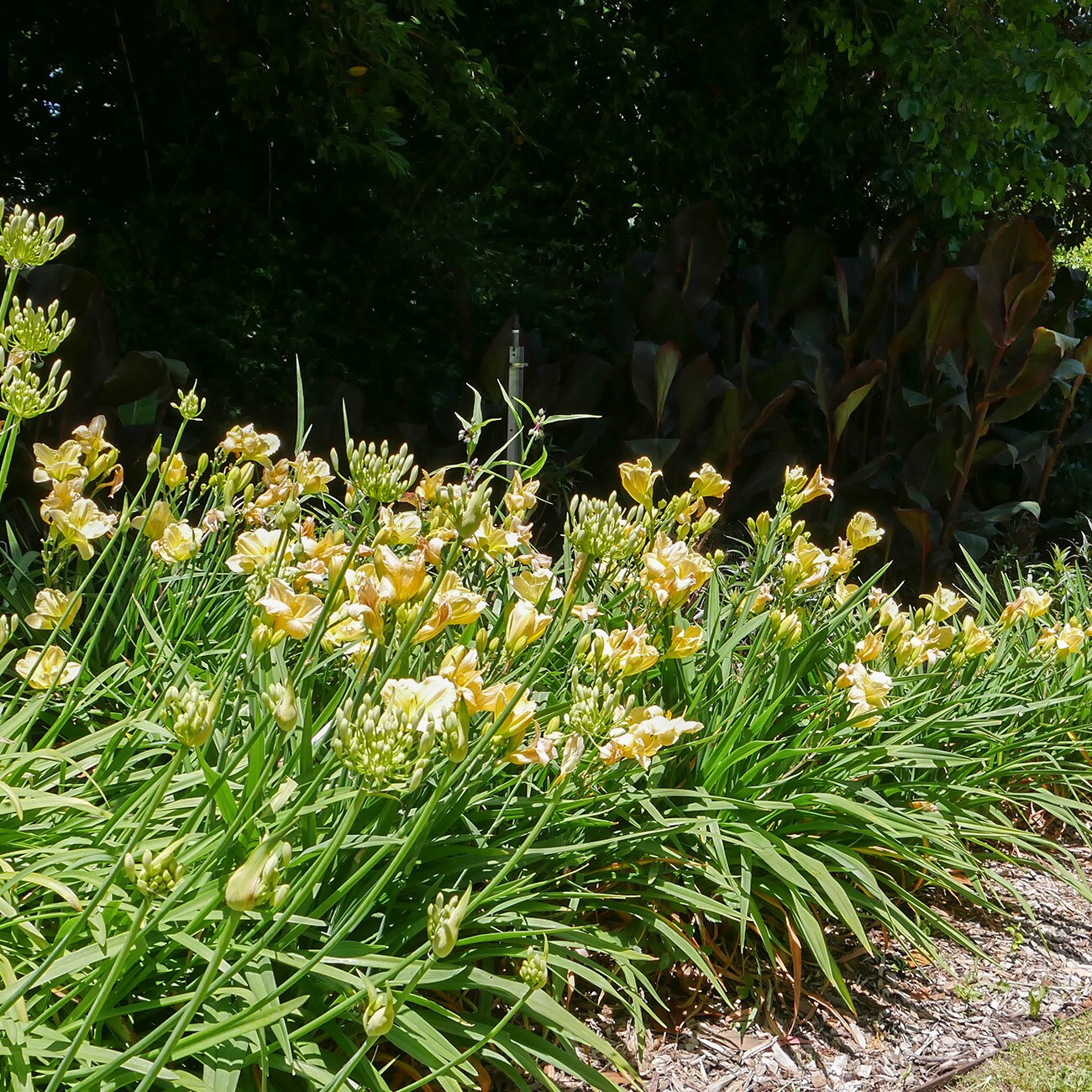 Perfect Plants LOHAPPYRTRNDAYLILY1G perennials - View #6