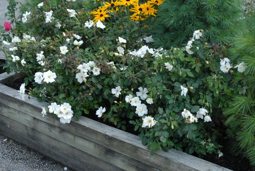 Spring Hill Nurseries 60738 roses - View #4