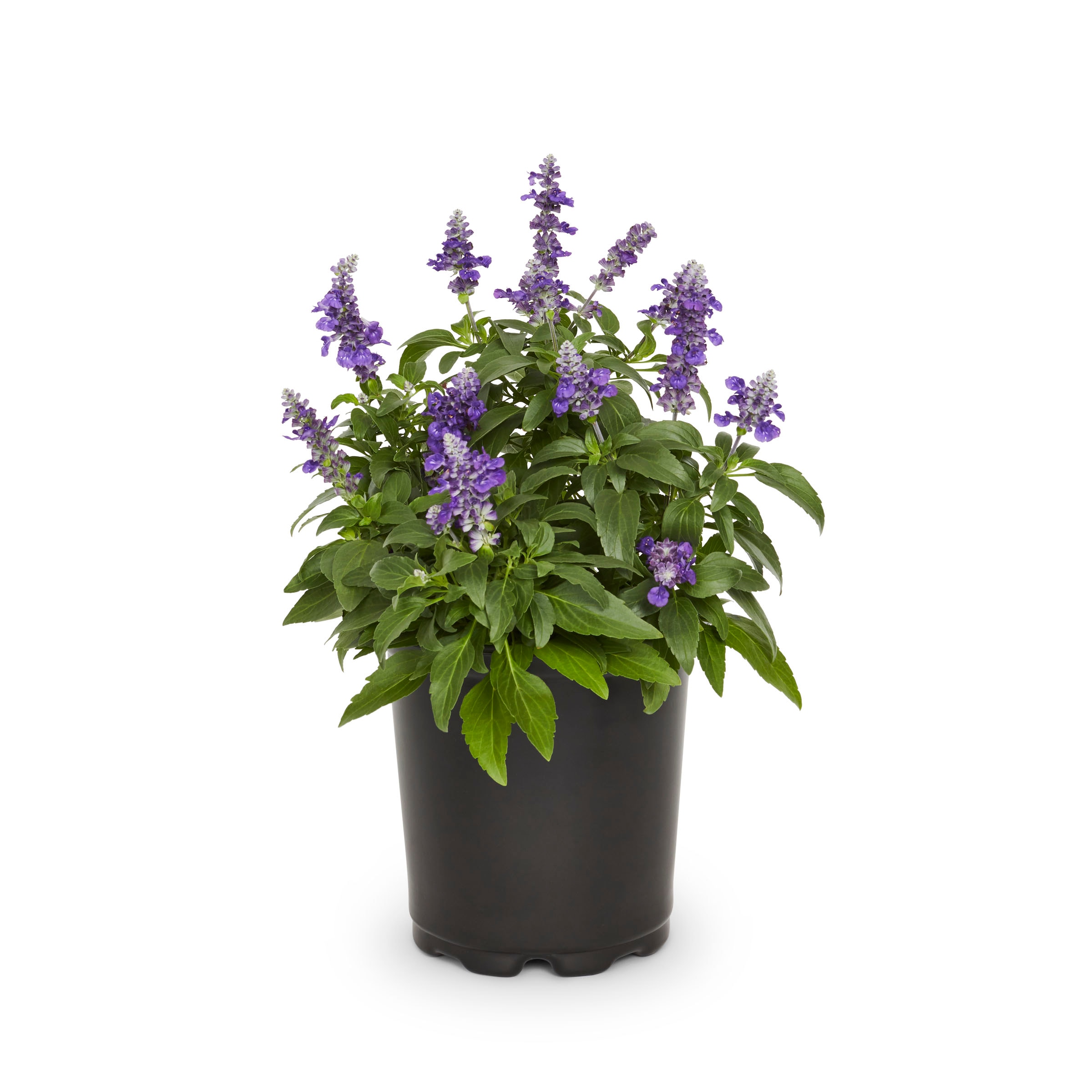 Lowe's Multicolor Veronica in 2.5-Quart Pot in the Perennials