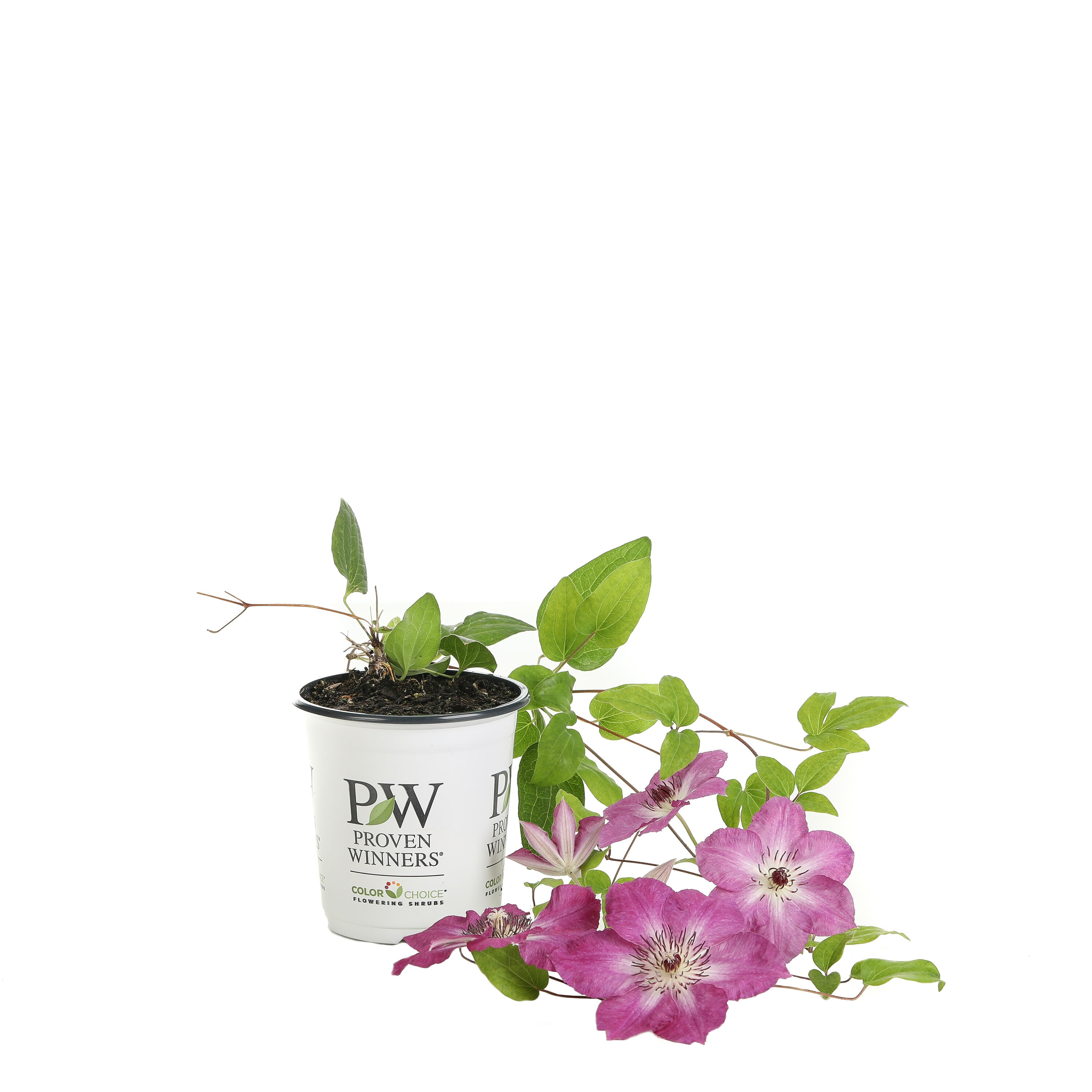 Proven Winners CLMPRC1077800 shrubs - View #2