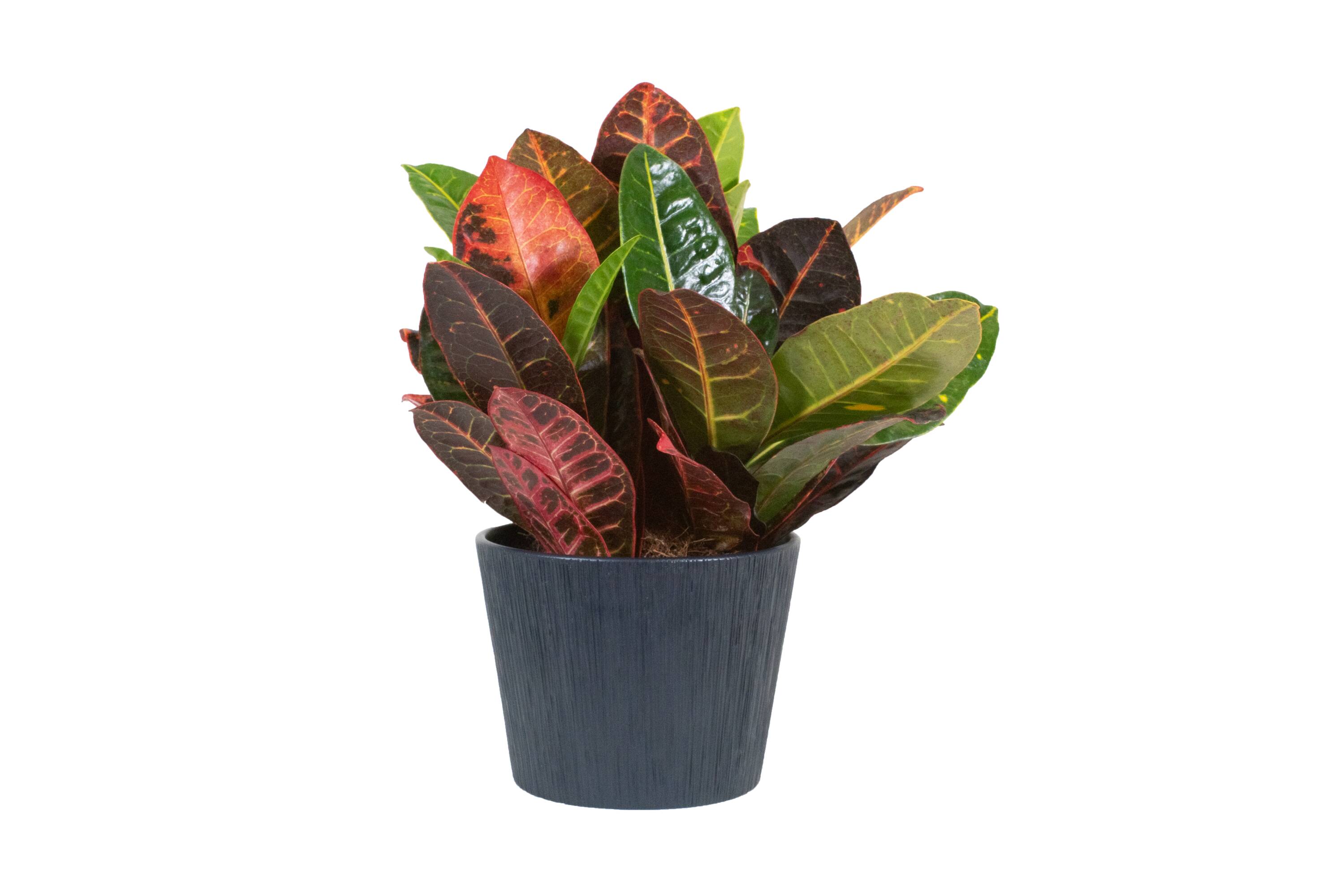 Lowe's NURSERY Multicolor Croton Plant in -Quart Pot 1.0 -Pack