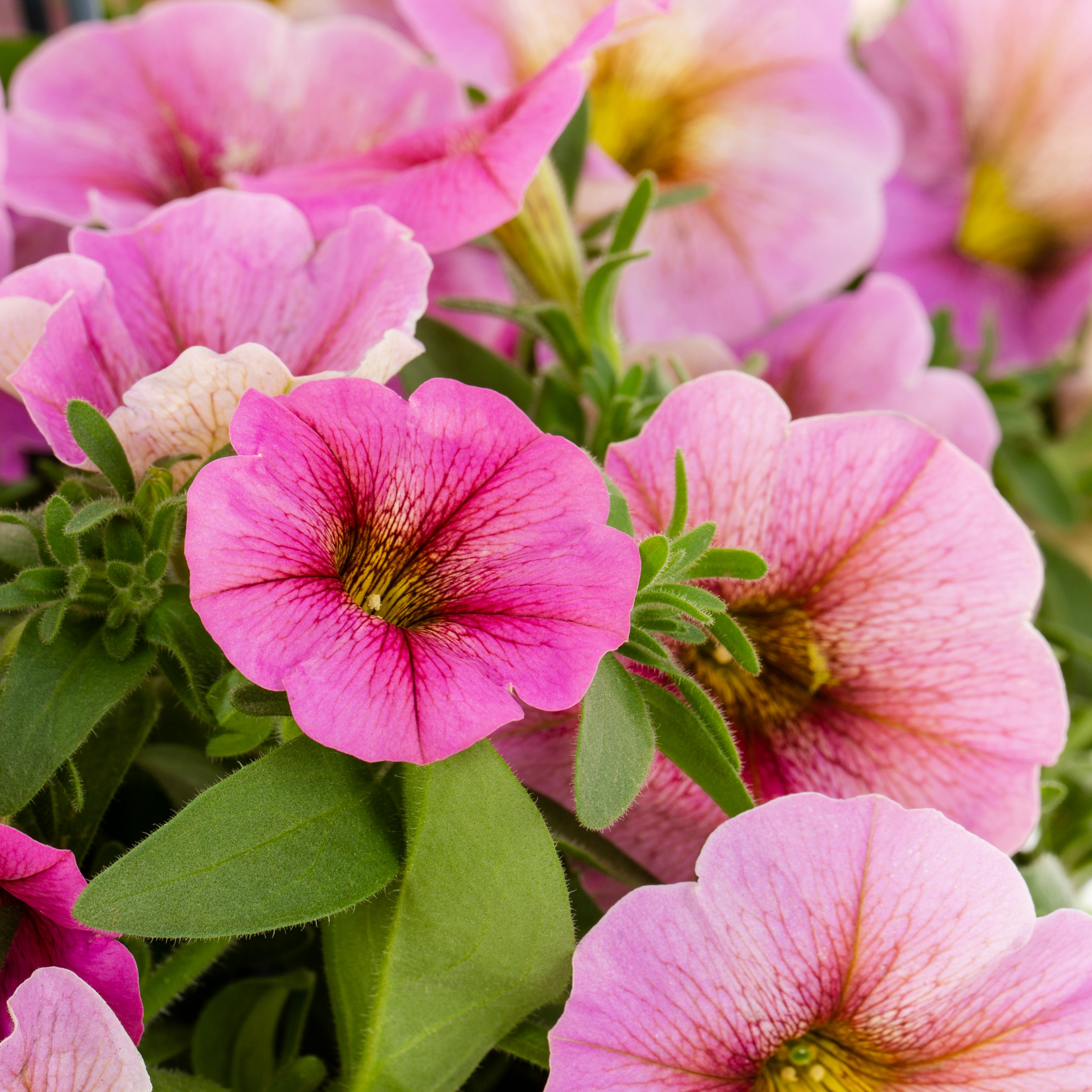 Lowe's 478153 annuals - View #4