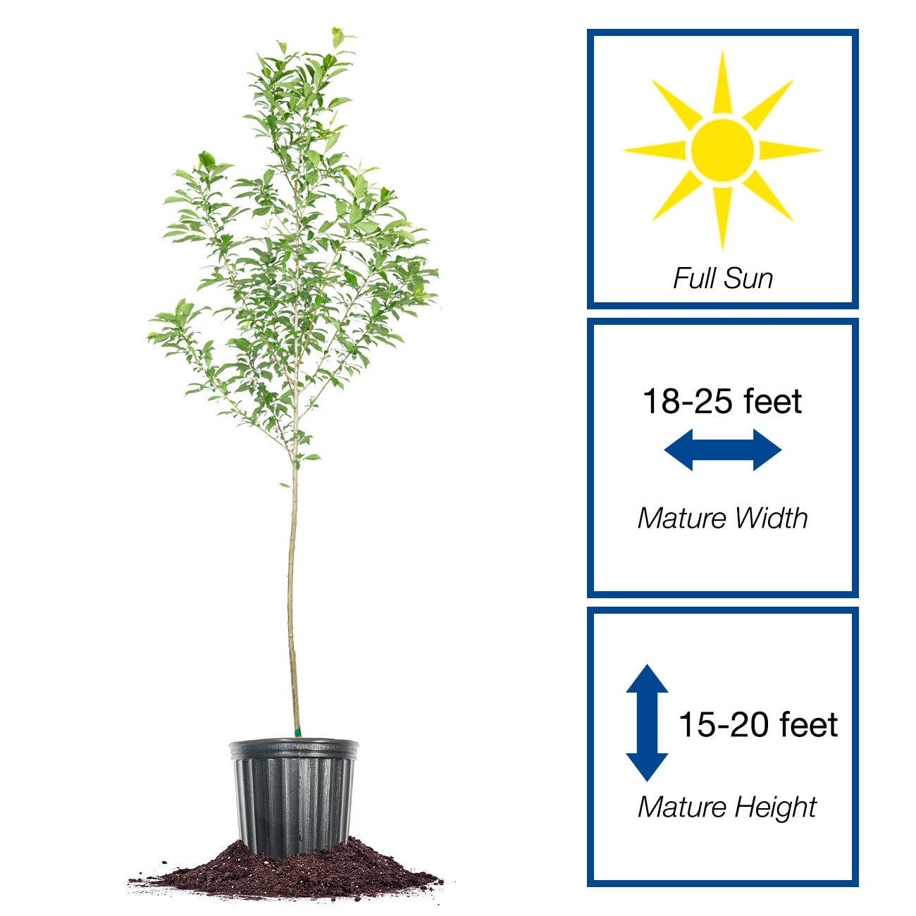Perfect Plants LOSANTAROSAPLUM3G trees - View #2