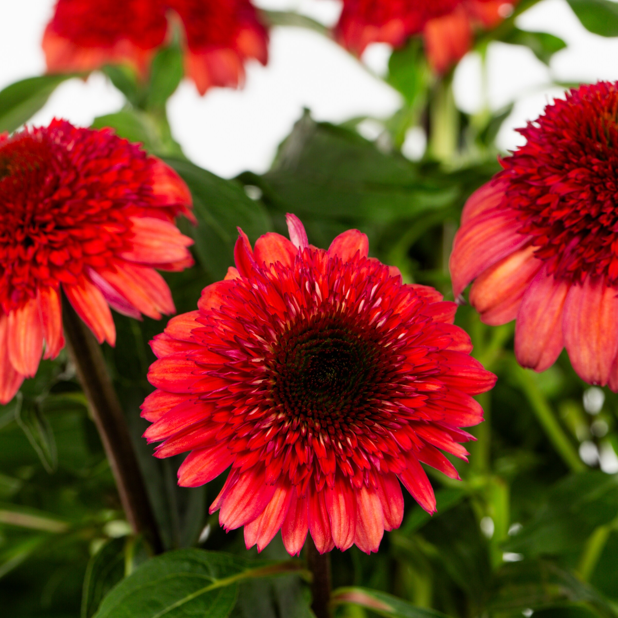 Monrovia 5627070 perennials - View #2