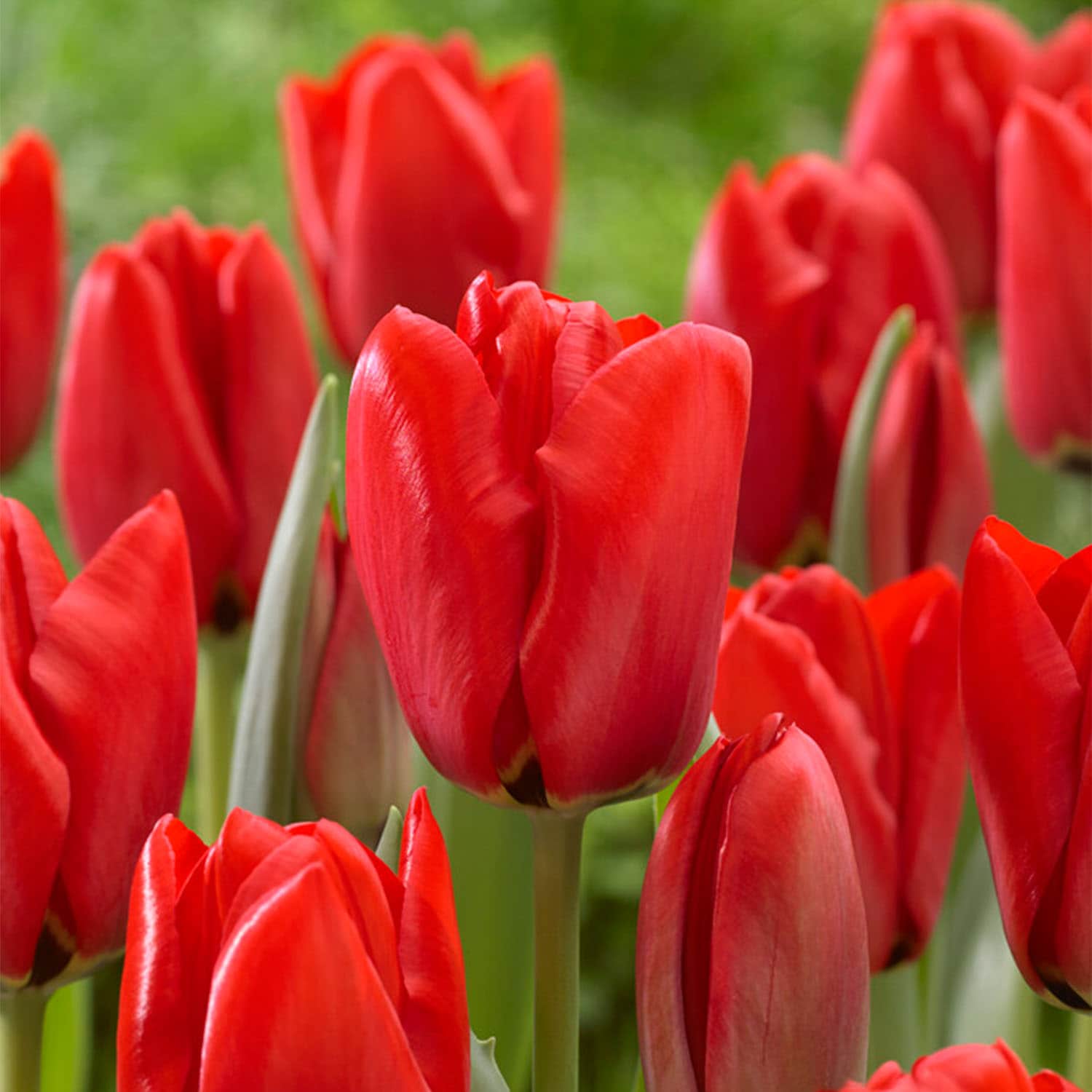 Garden State Bulb ECF-136-25-01 Red Red Impression Darwin Hybrid Tulip Bulbs 25 Count