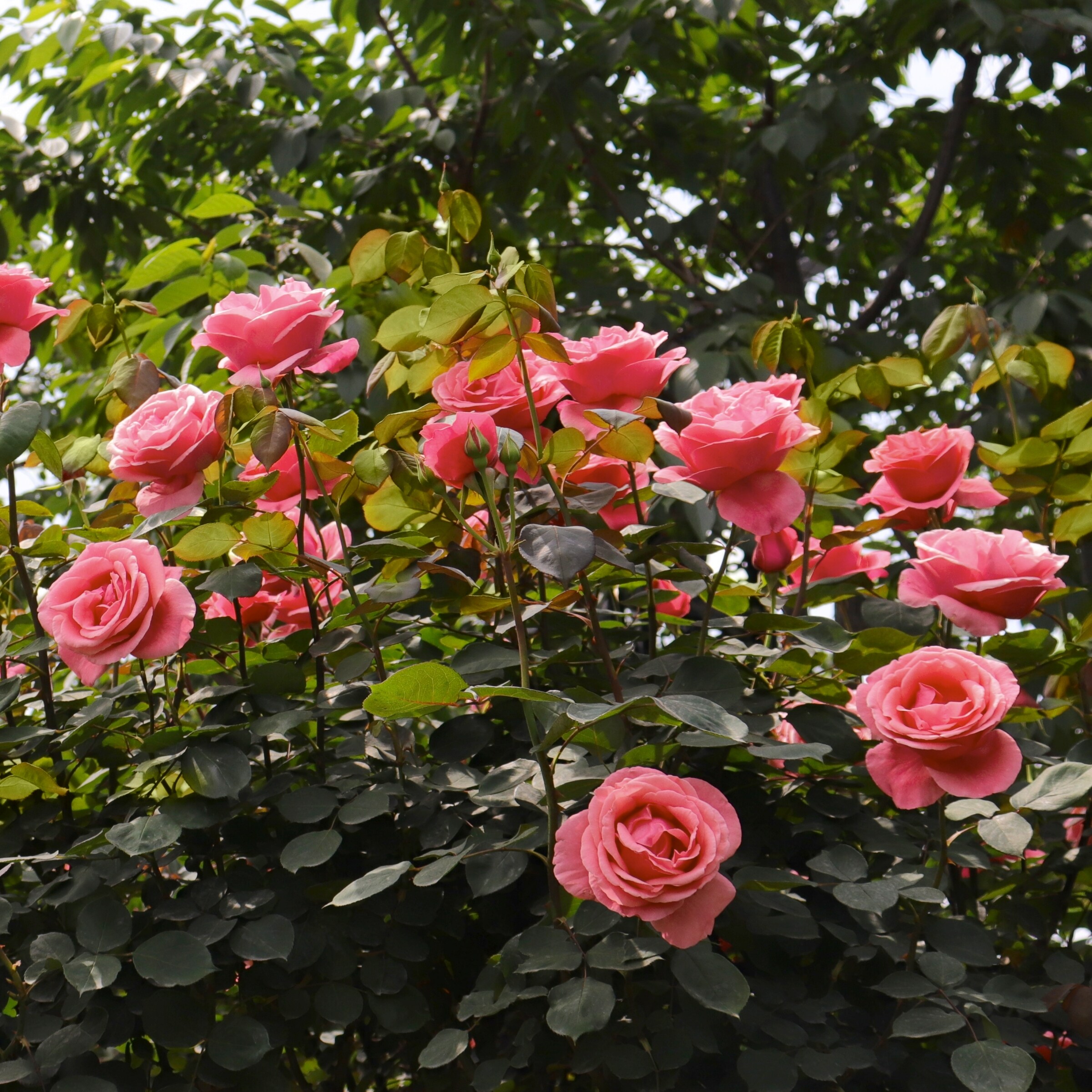 National Plant Network 2 Pack(s) in Bare Root Pink Deja Blue Miniflora Rose