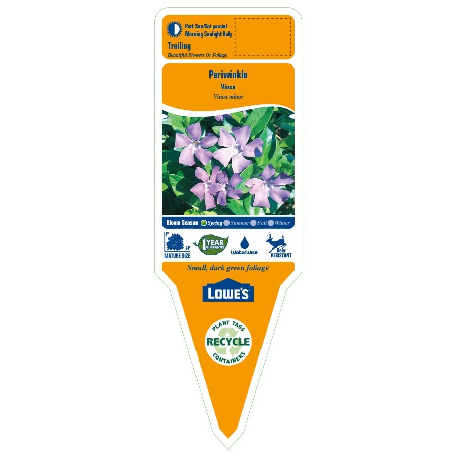 Lowe's 2.5QTVINCAP perennials - View #2