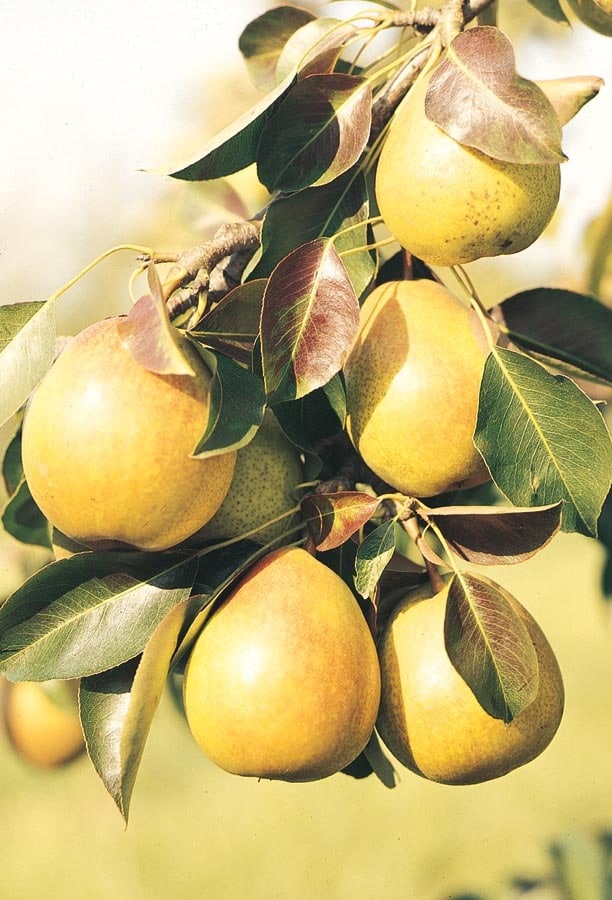 Lowe's Pear Plant in the Fruit Plants department at
