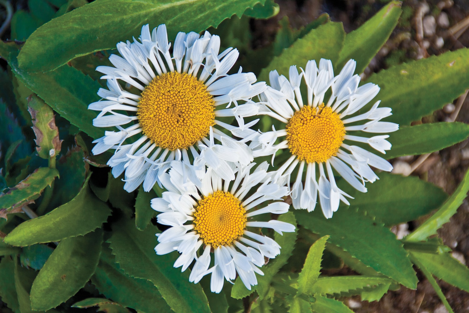 Direct Gardening 96985 perennials - View #2