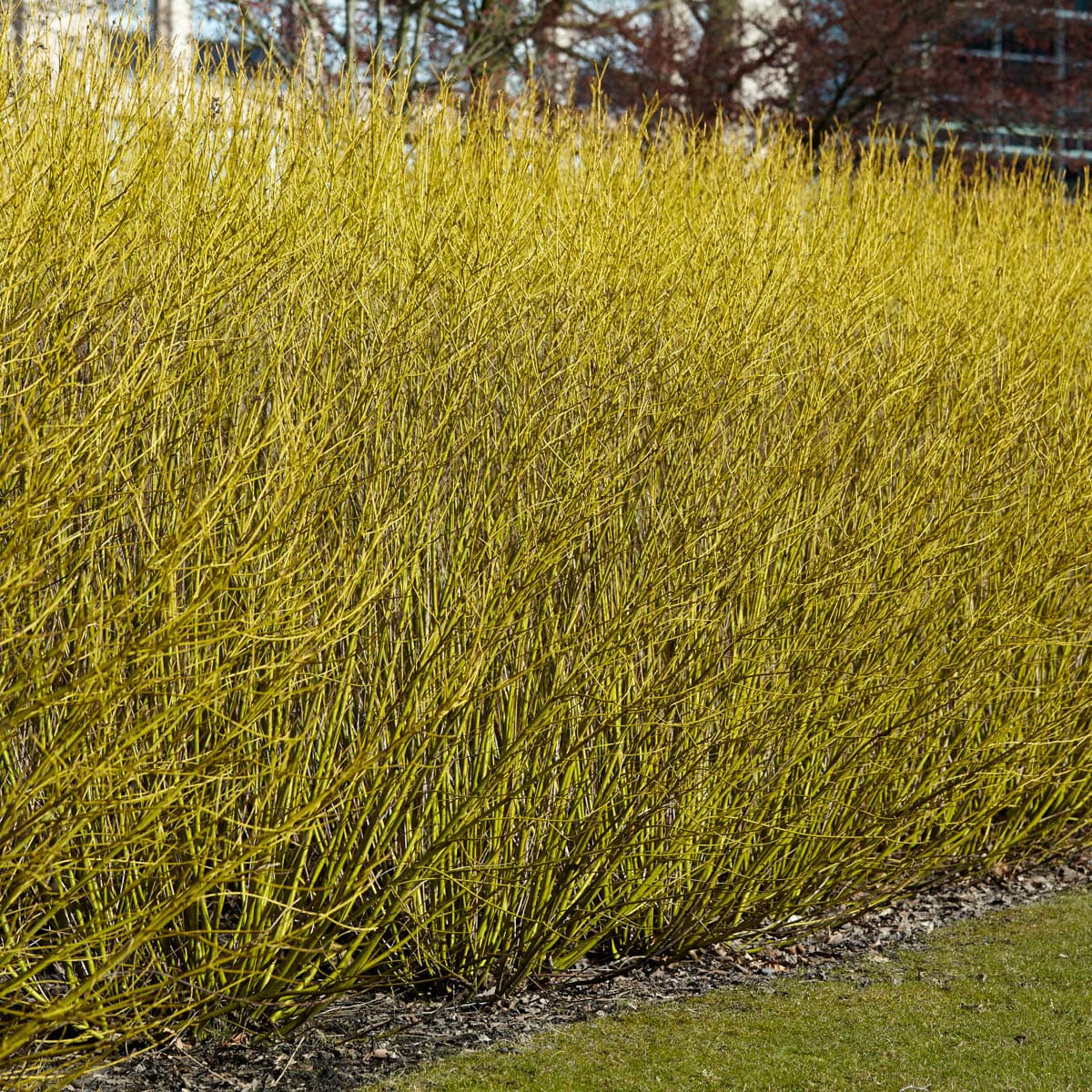 Spring Hill Nurseries 92311 shrubs - View #2