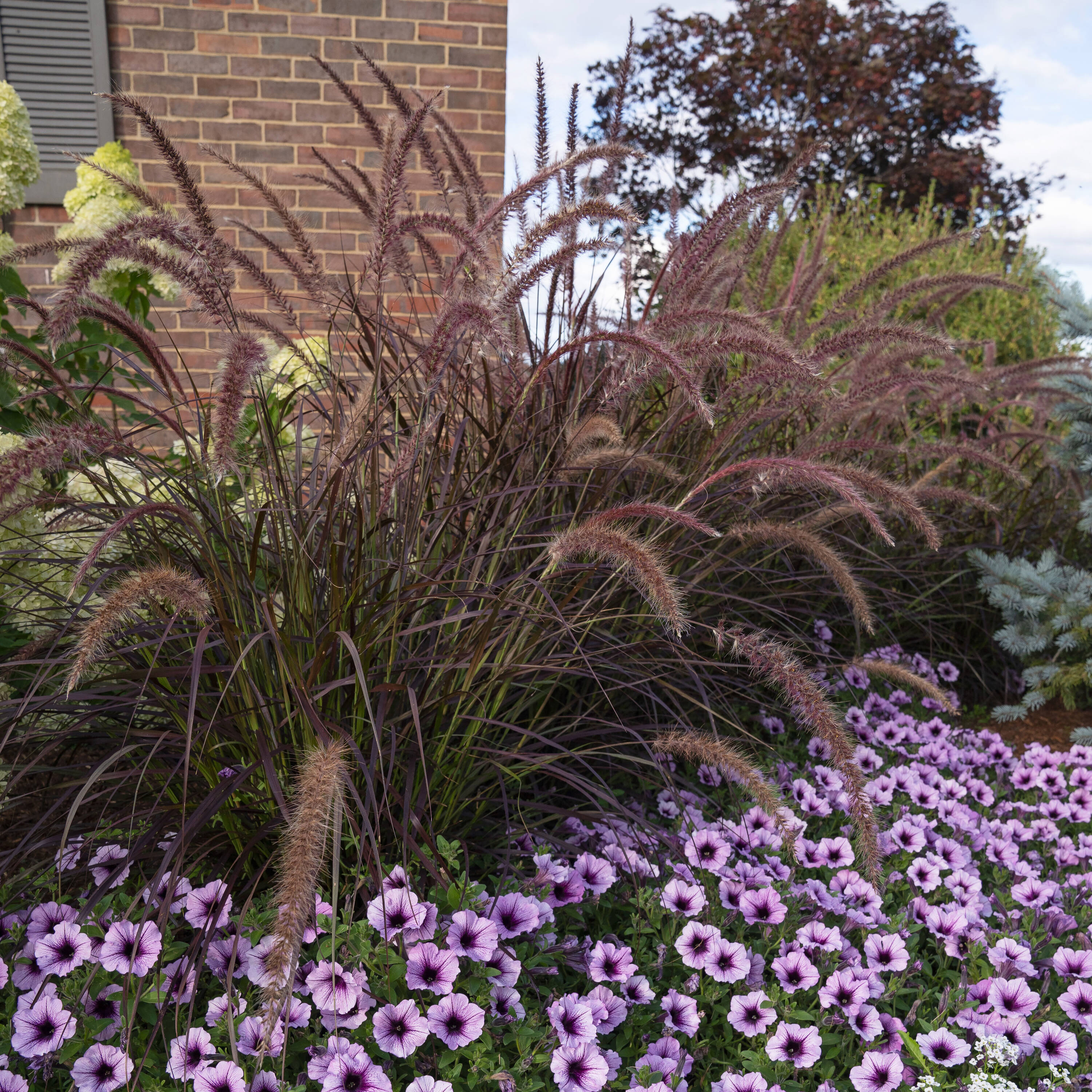 Proven Winners GRSPRW1047100 annuals - View #2