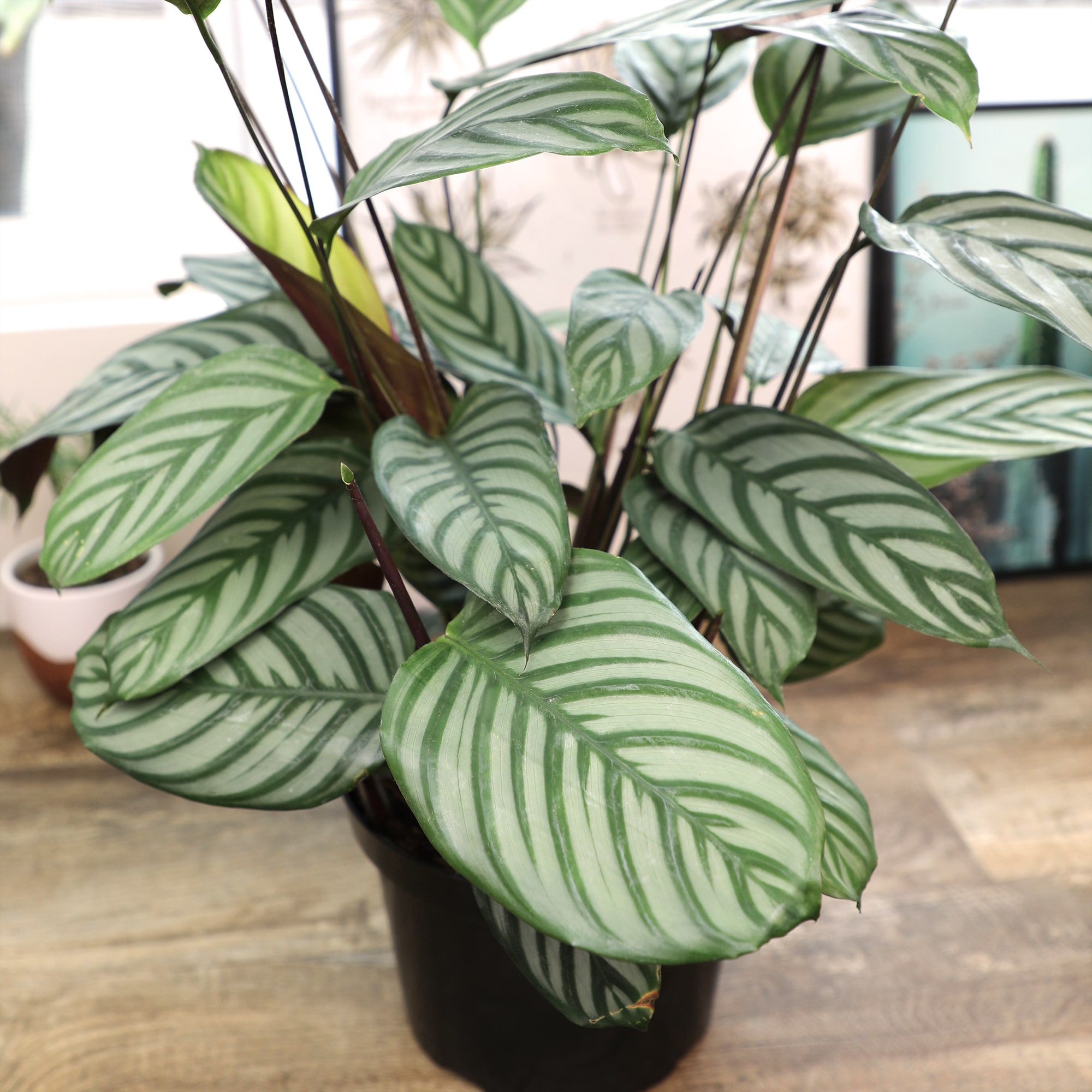 Altman Plants 0873099 hseplants - View #4