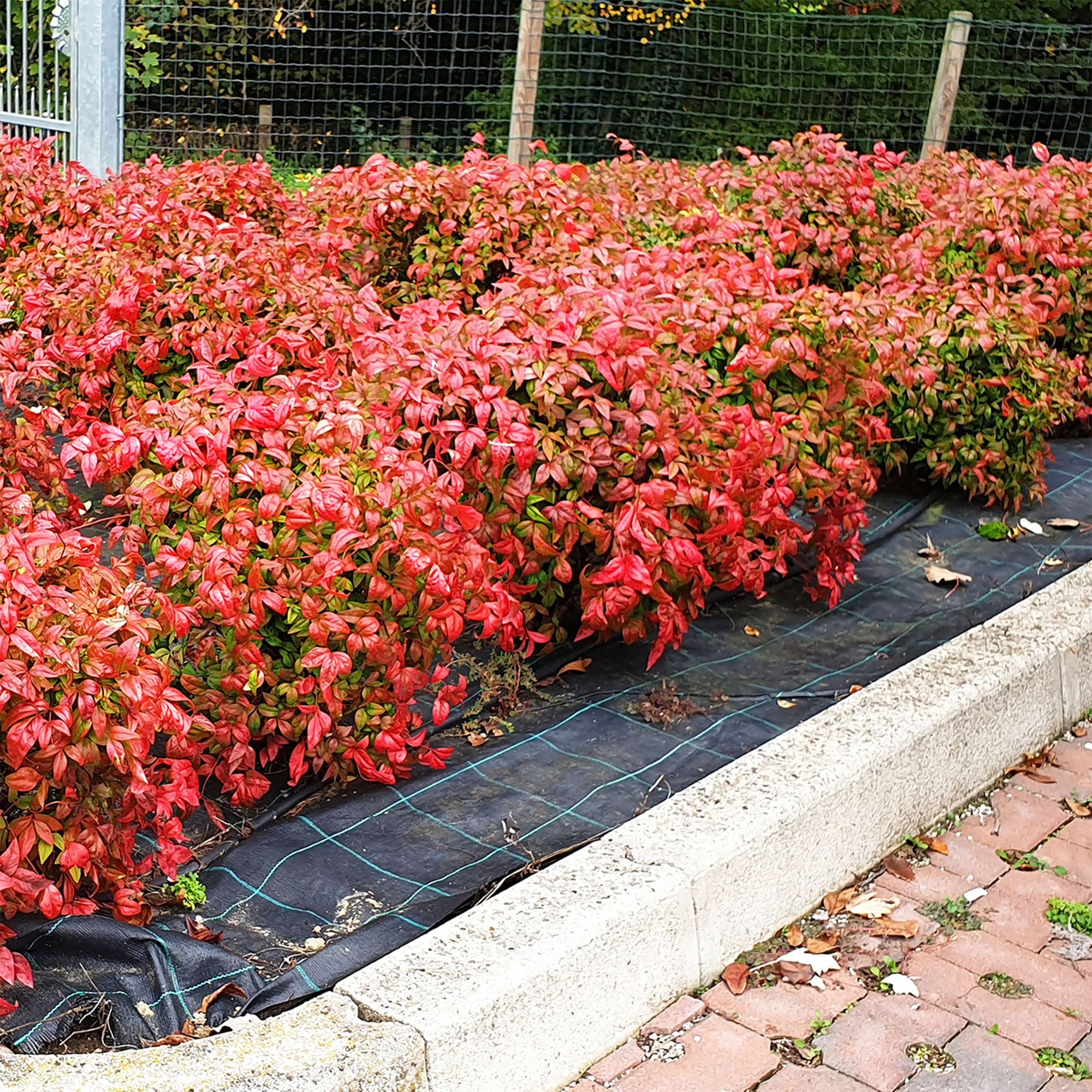 Perfect Plants Firepower Nandina Foundation/Hedge Shrub in 1-Gallon Pot ...