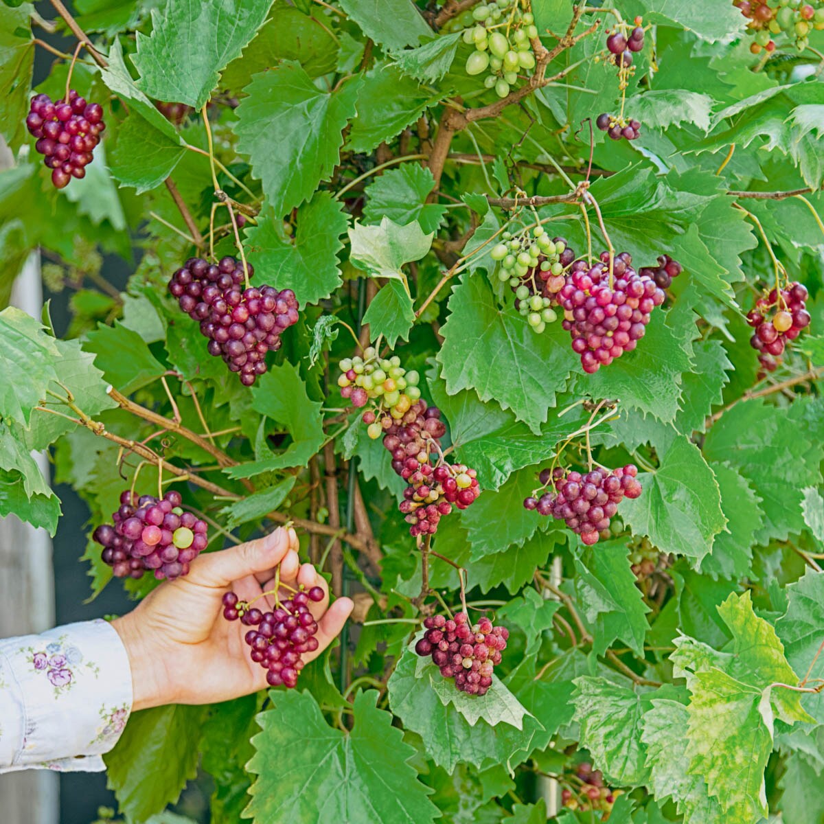 Gurney's Seed and Nursery 65615 Fruit-Plants - View #4