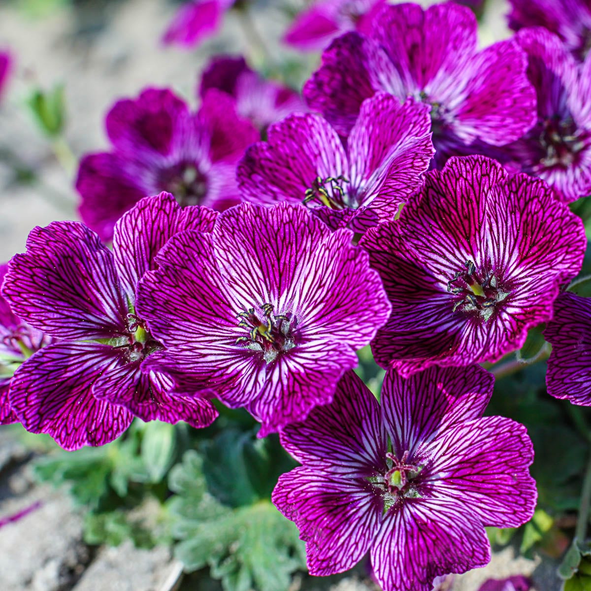 Spring Hill Nurseries 77114 Lavender Jolly Jewel Geranium Perennial Plant in 1-Pack Bareroot