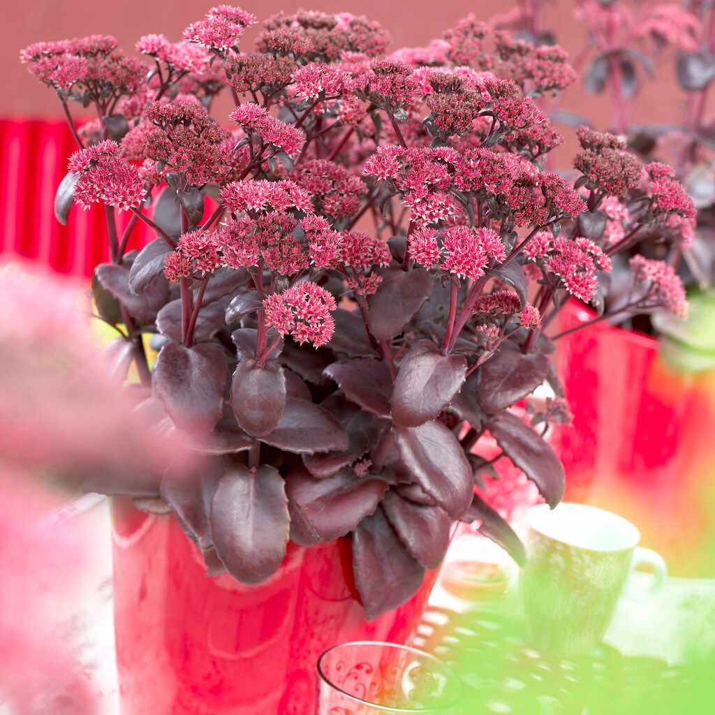 Van Zyverden Red Garden Succulent Sedum Black Beauty Bulbs Bagged 3-Count  at Lowes.com