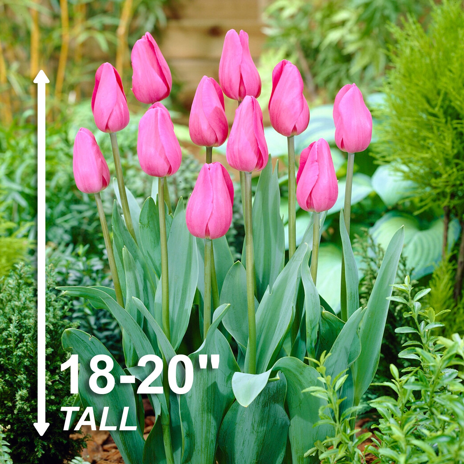 Garden State Bulb ECF-55-50-02 Plant-Bulbs - View #3