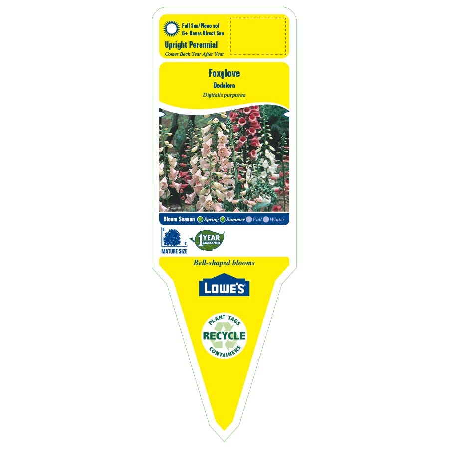 Lowe's NURSERY perennials - View #5