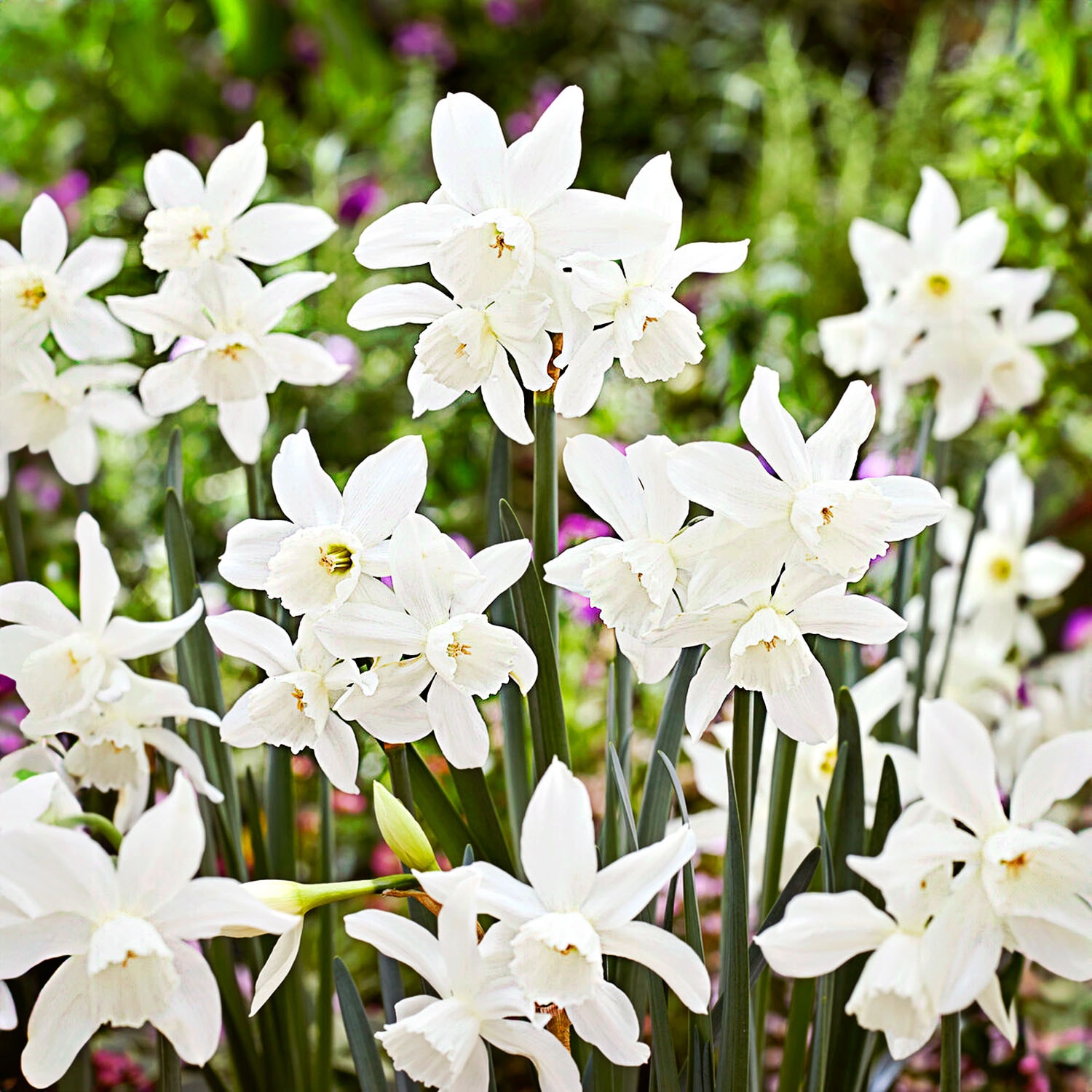 Garden State Bulb ECF-121-100-04 White Thalia Narcissus Triandrus Daffodil Bulbs 100 Count