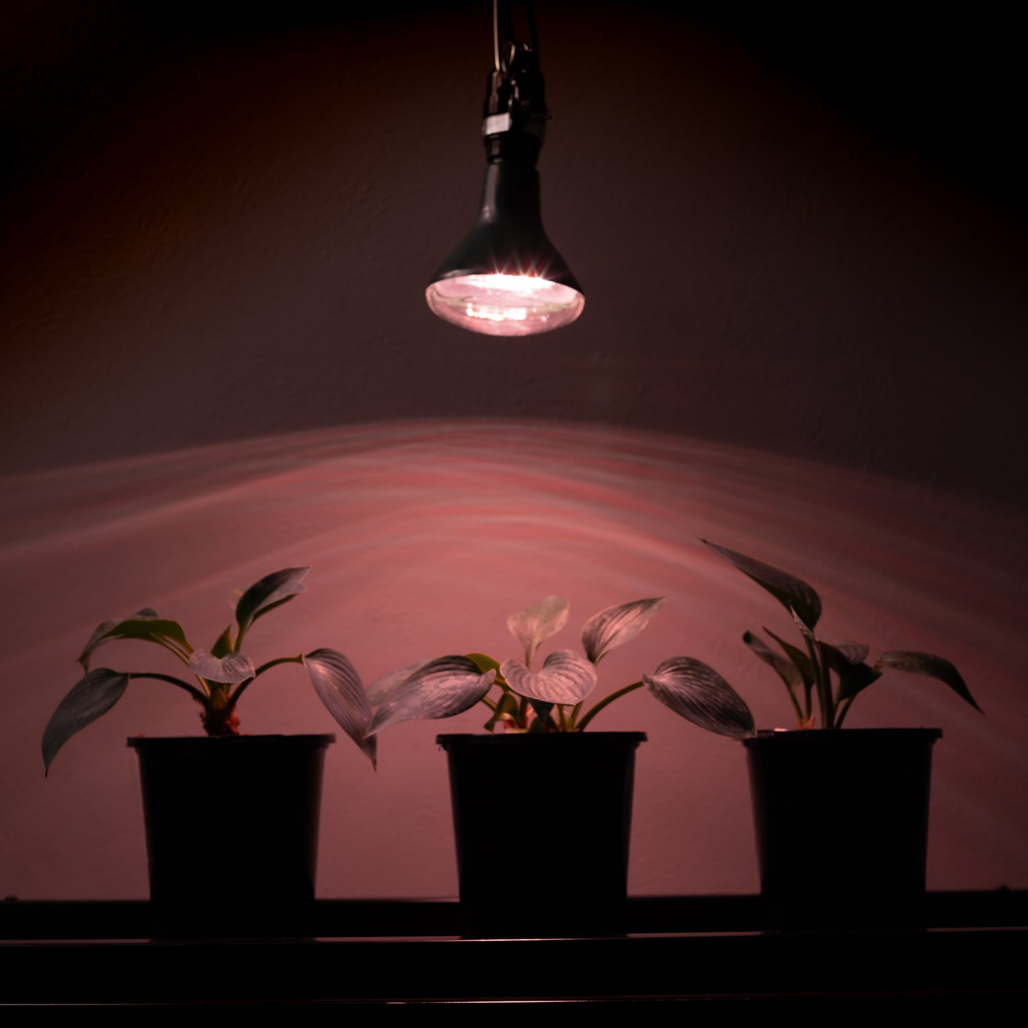 Stonepoint LED Lighting GR-BR30 Grow-Light-Bulbs - View #4