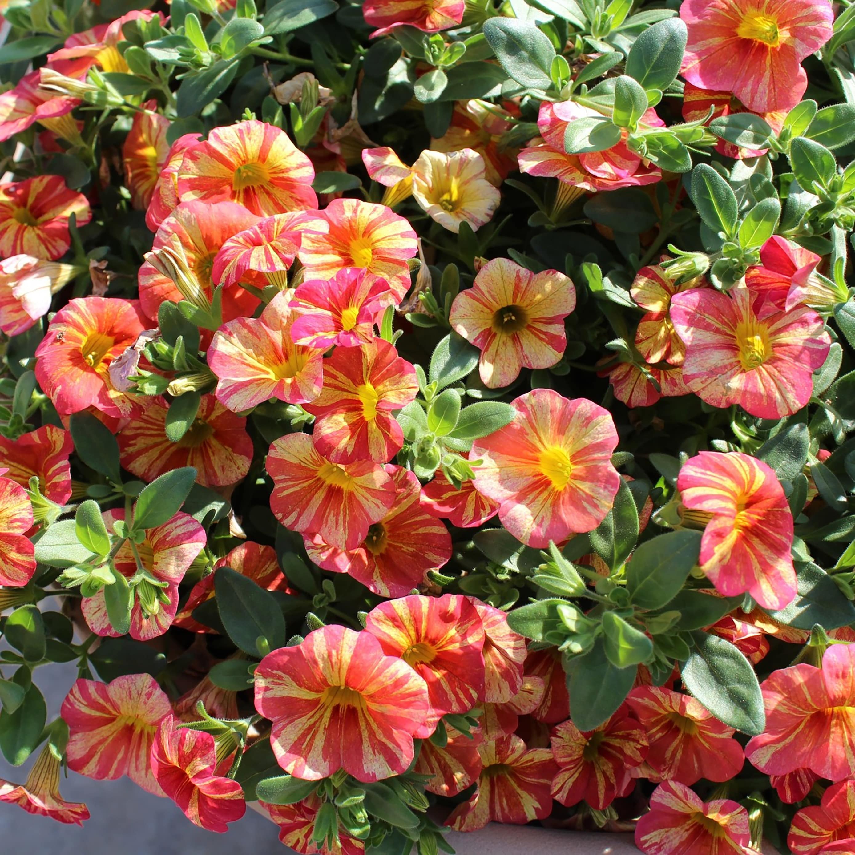 Proven Winners Multicolor Superbells Tropical Sunrise (Calibrachoa) in ...