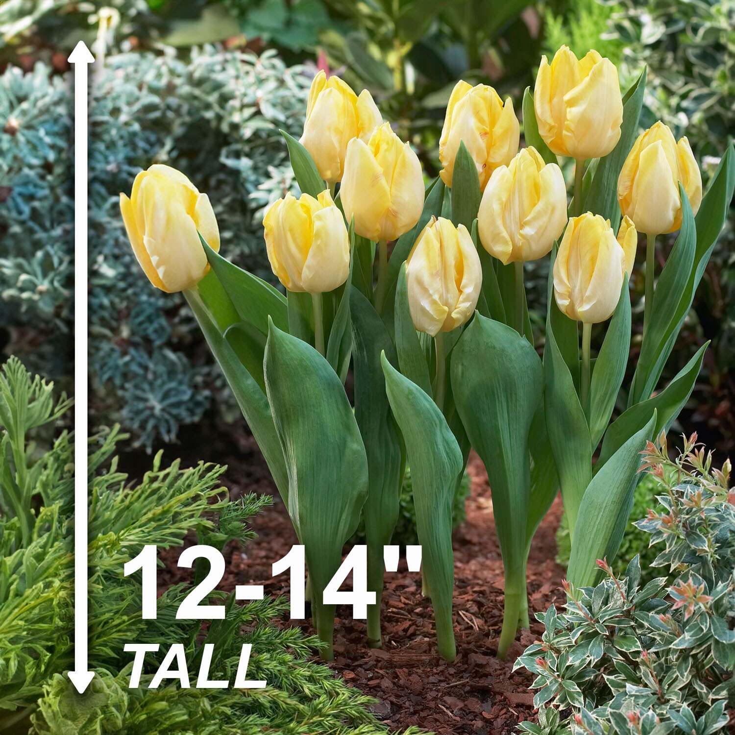 Garden State Bulb ECF-89-100-04 Plant-Bulbs - View #3