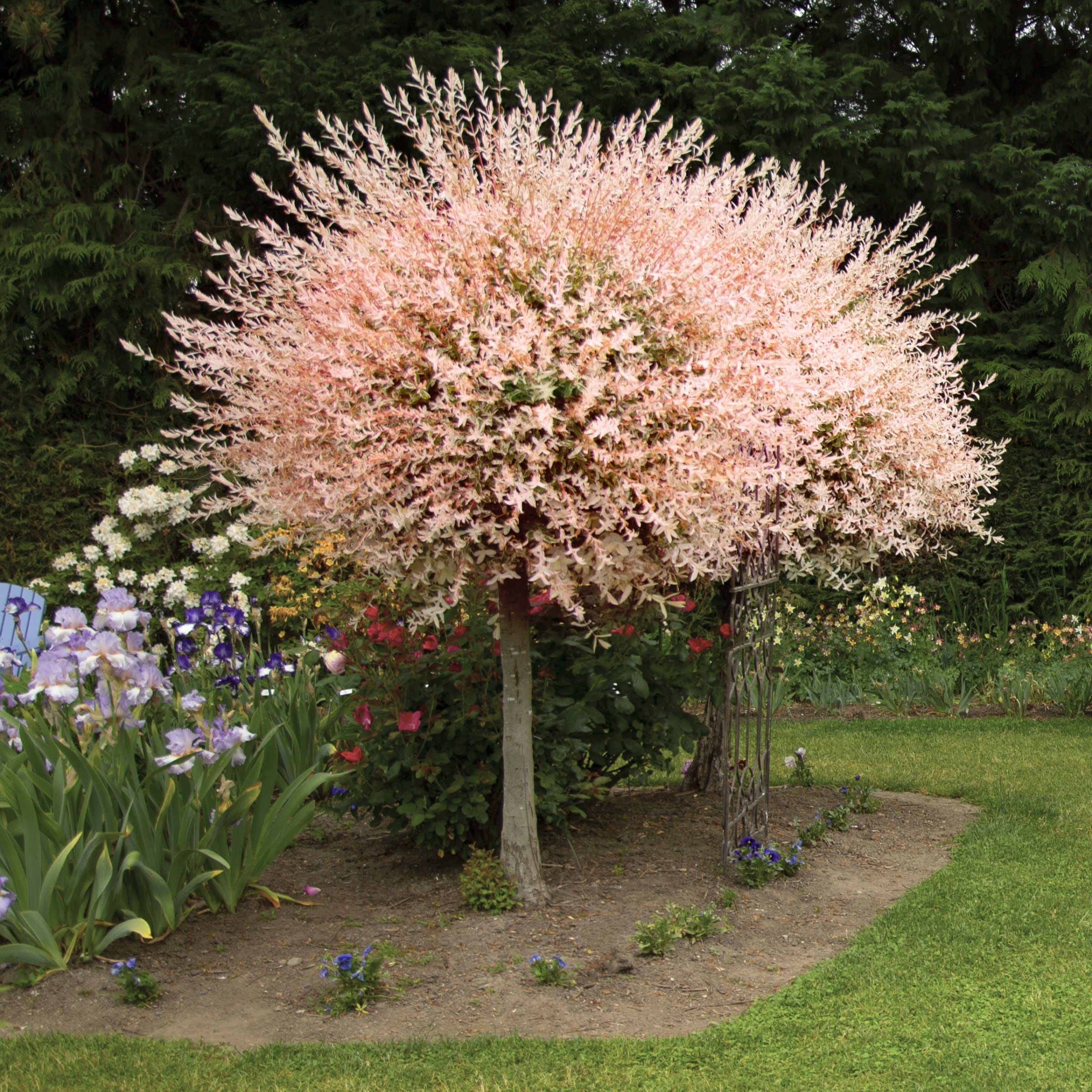 National Plant Network LW1823 trees - View #3
