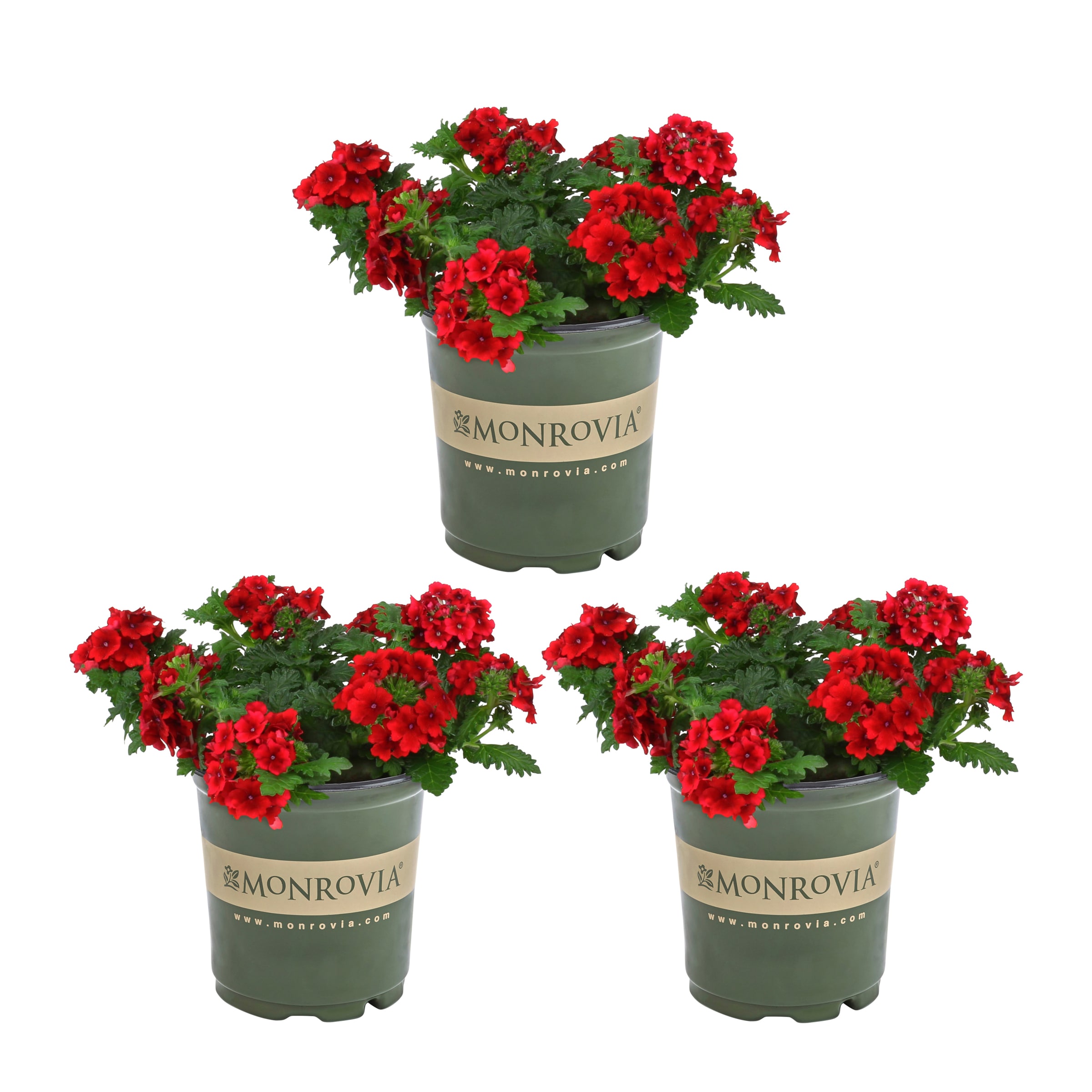 Monrovia Red Verbena in 2.5-Quart Pot 3-Pack in the Annuals department ...