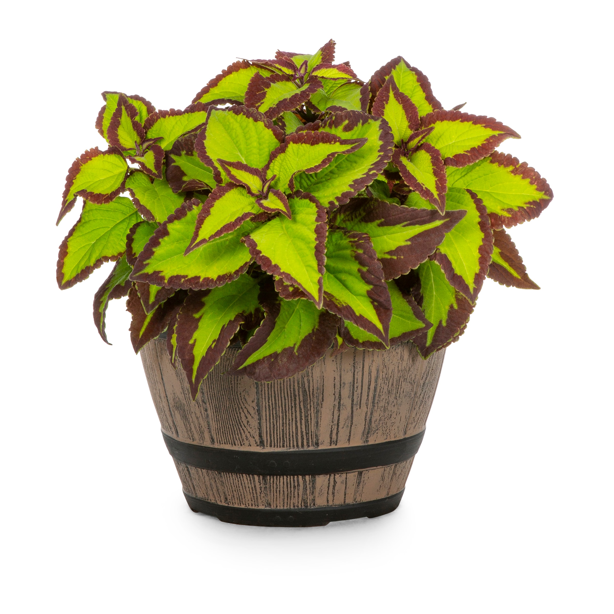 Lowe's NURSERY Multicolor Coleus in 2-Gallon Planter