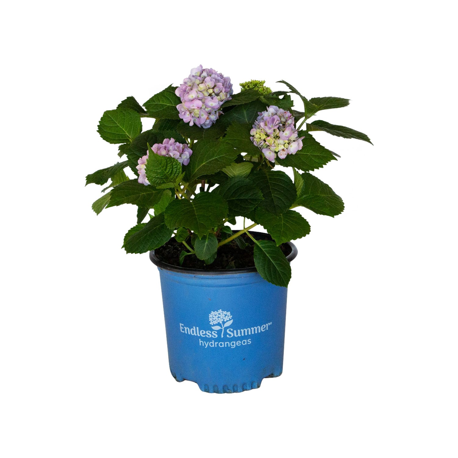 Endless Summer Blue Hydrangea in 1 Gallon Container