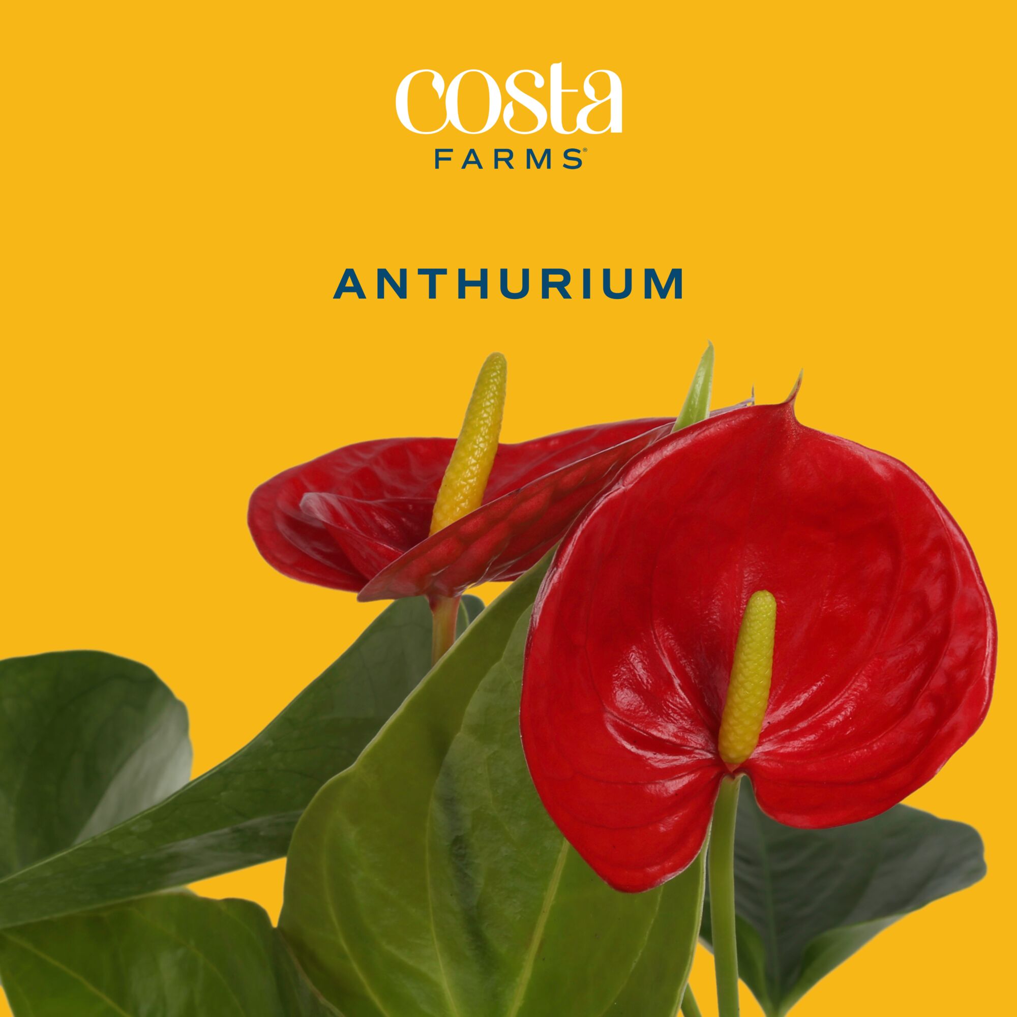 Costa Farms S-ANT-G-POT-02-LW hseplants - View #3