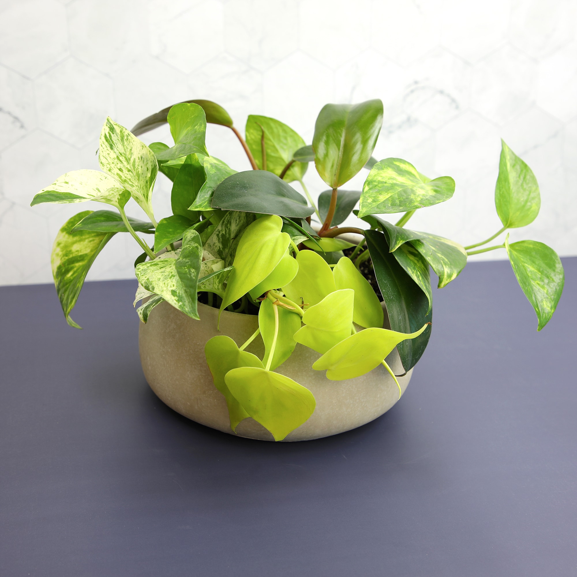 Altman Plants 0873039 hseplants - View #4