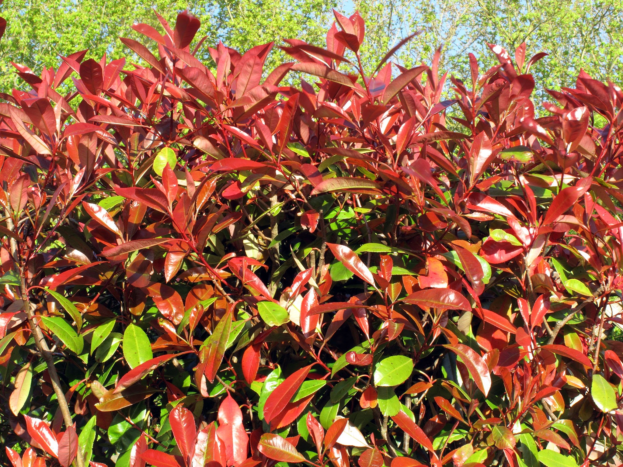 Lowe's NURSERY shrubs - View #3