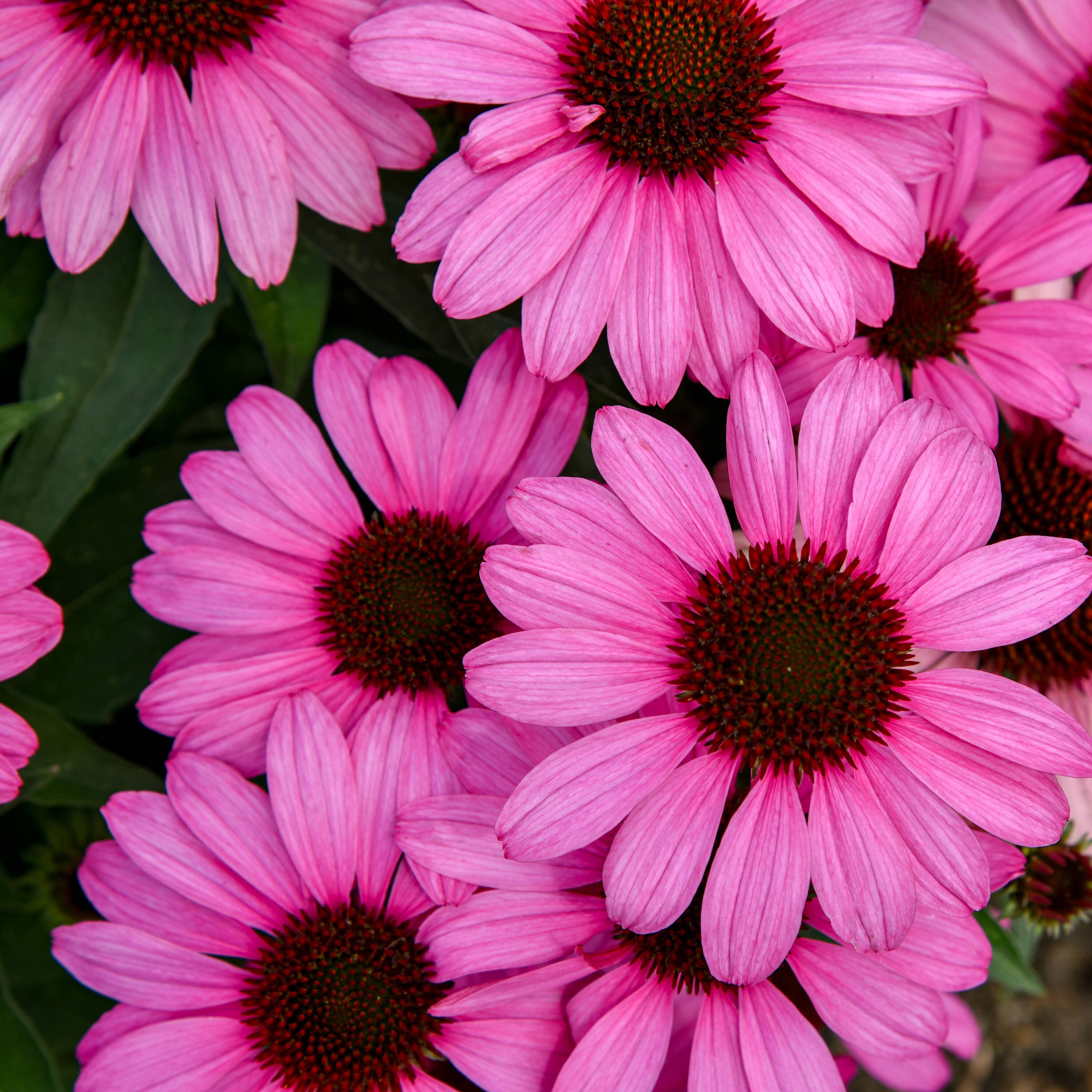 Proven Winners ECHPWP2996102 Pink Color Coded 'The Fuchsia is Bright' Coneflower Plant in 1 -Gallon Pot