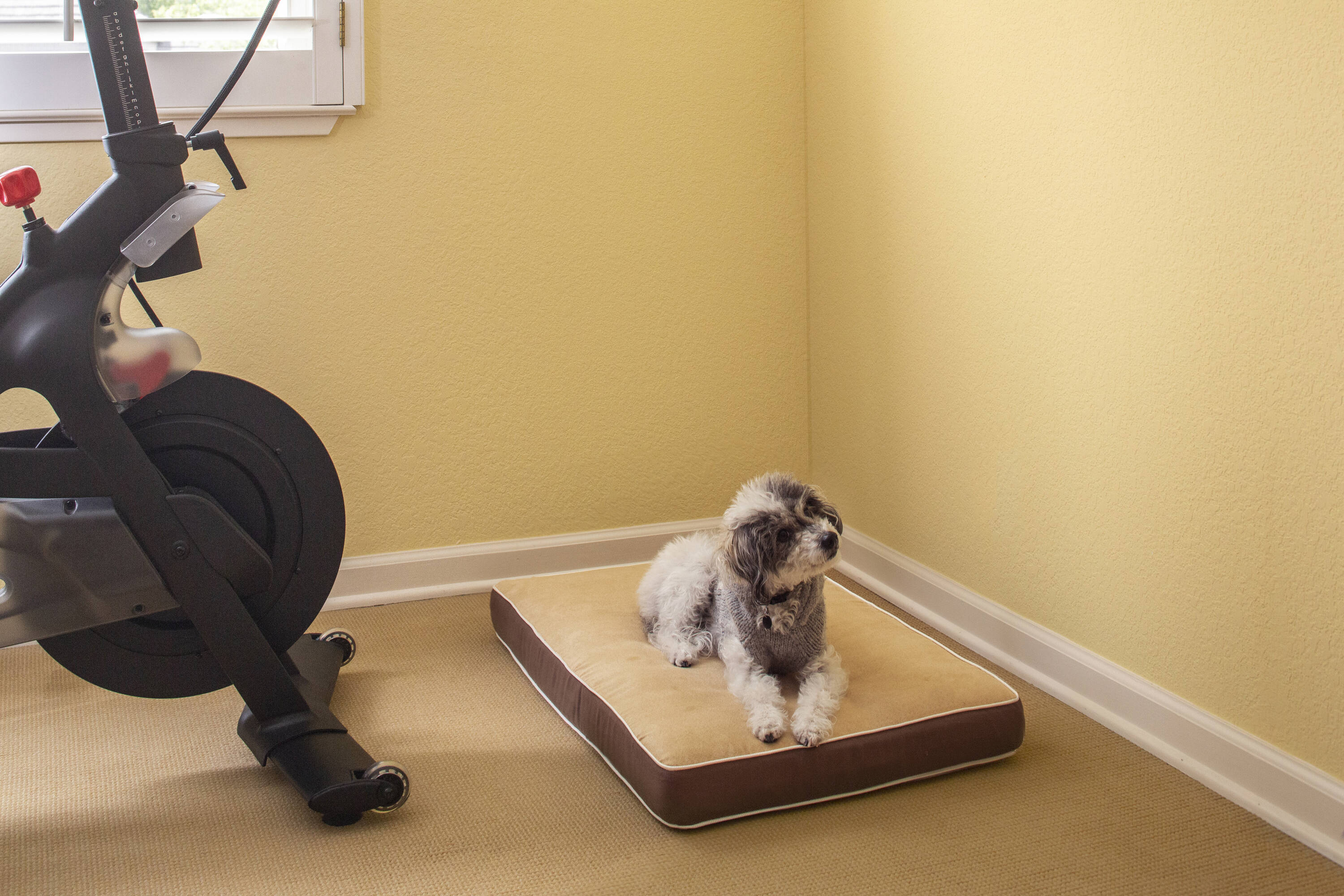 New Age Pet CSH400-L Pet-Beds - View #2