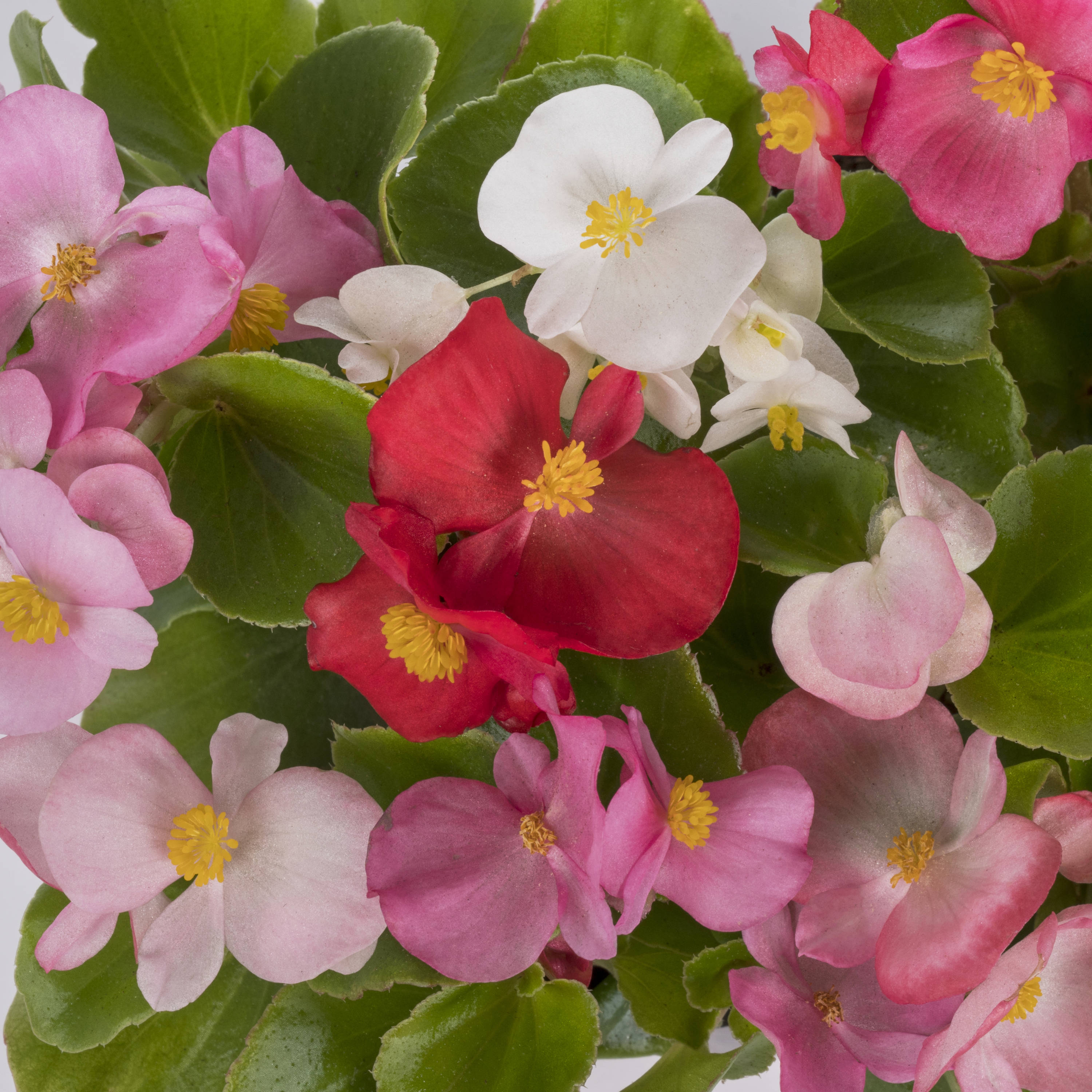 Lowe's Multicolor Begonia in 6-Pack Tray in the Annuals department at ...