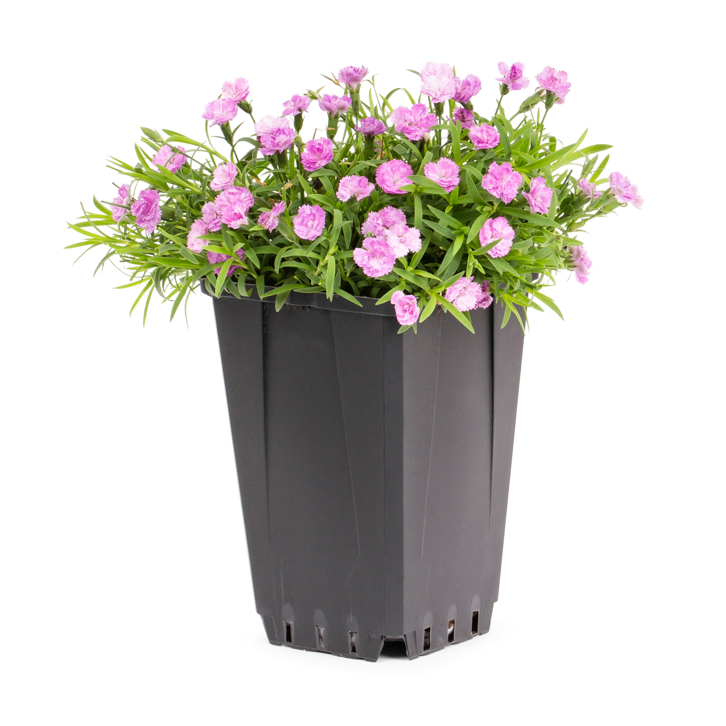 Lowe's Multicolor Dianthus Plant in 1-Quart Pot at Lowes.com