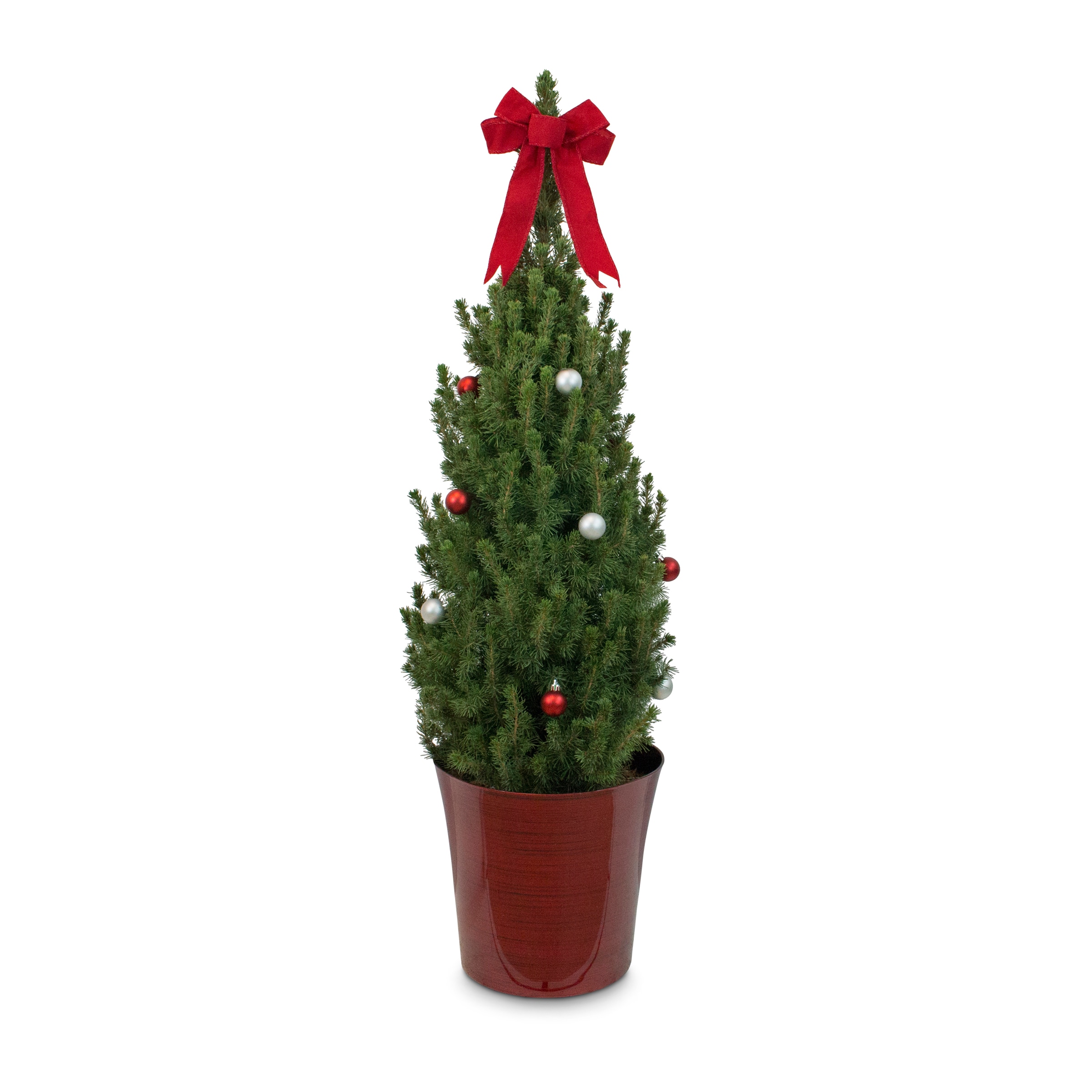 Spruce Alberta Plants, Bulbs & Seeds at Lowes.com