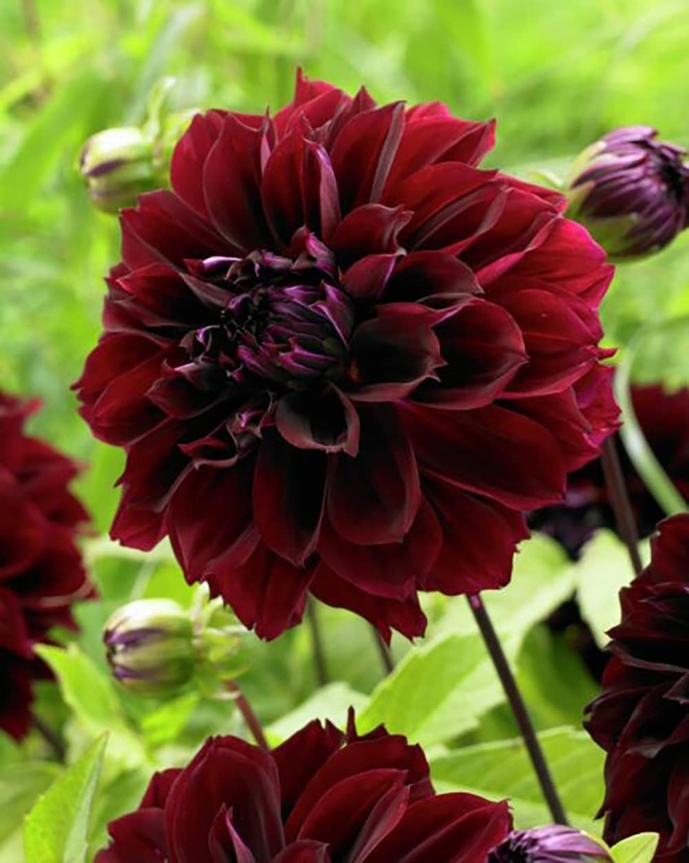 Garden State Bulb 07941 DAHLIA FUBUKI MAROON 2-PK PBS